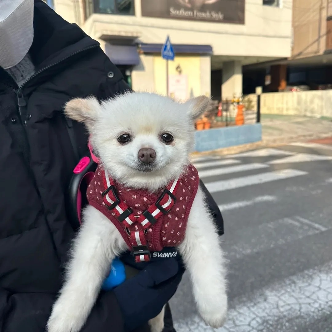 레이(육곤이)가 무지개 다리를 건넜어요.
