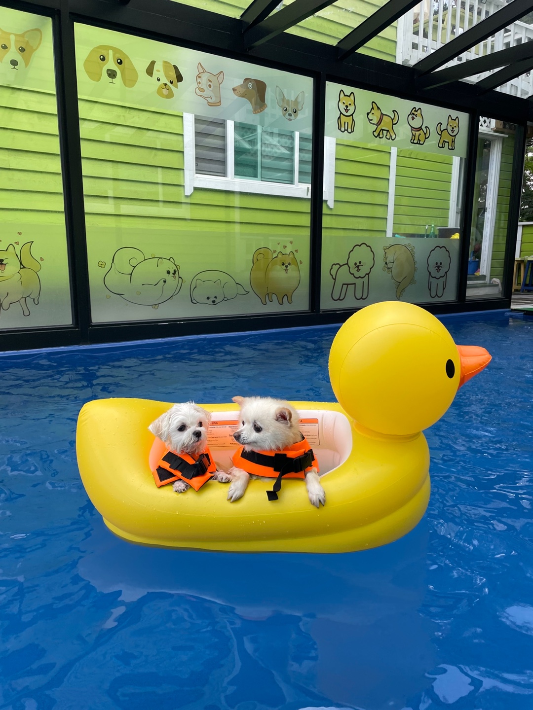 레이(육곤이)가 무지개 다리를 건넜어요.