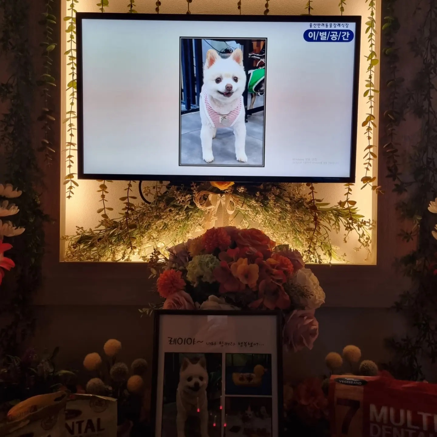 레이(육곤이)가 무지개 다리를 건넜어요.