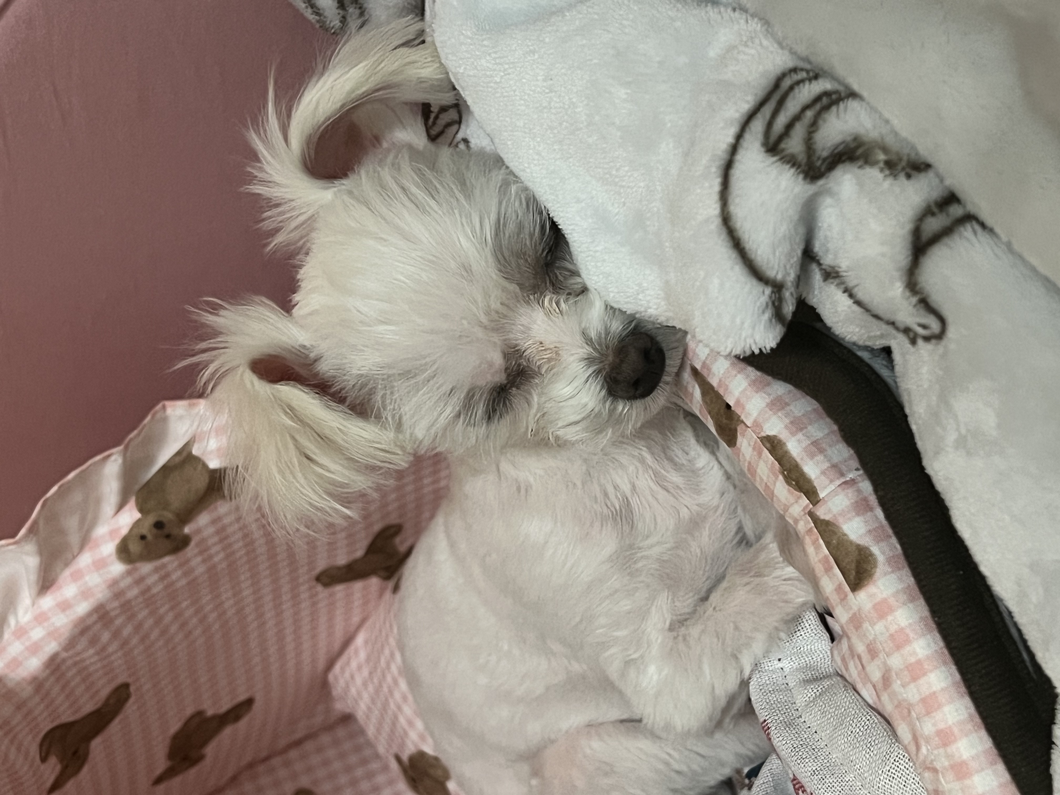 삼원이(다비) 소식 올립니다