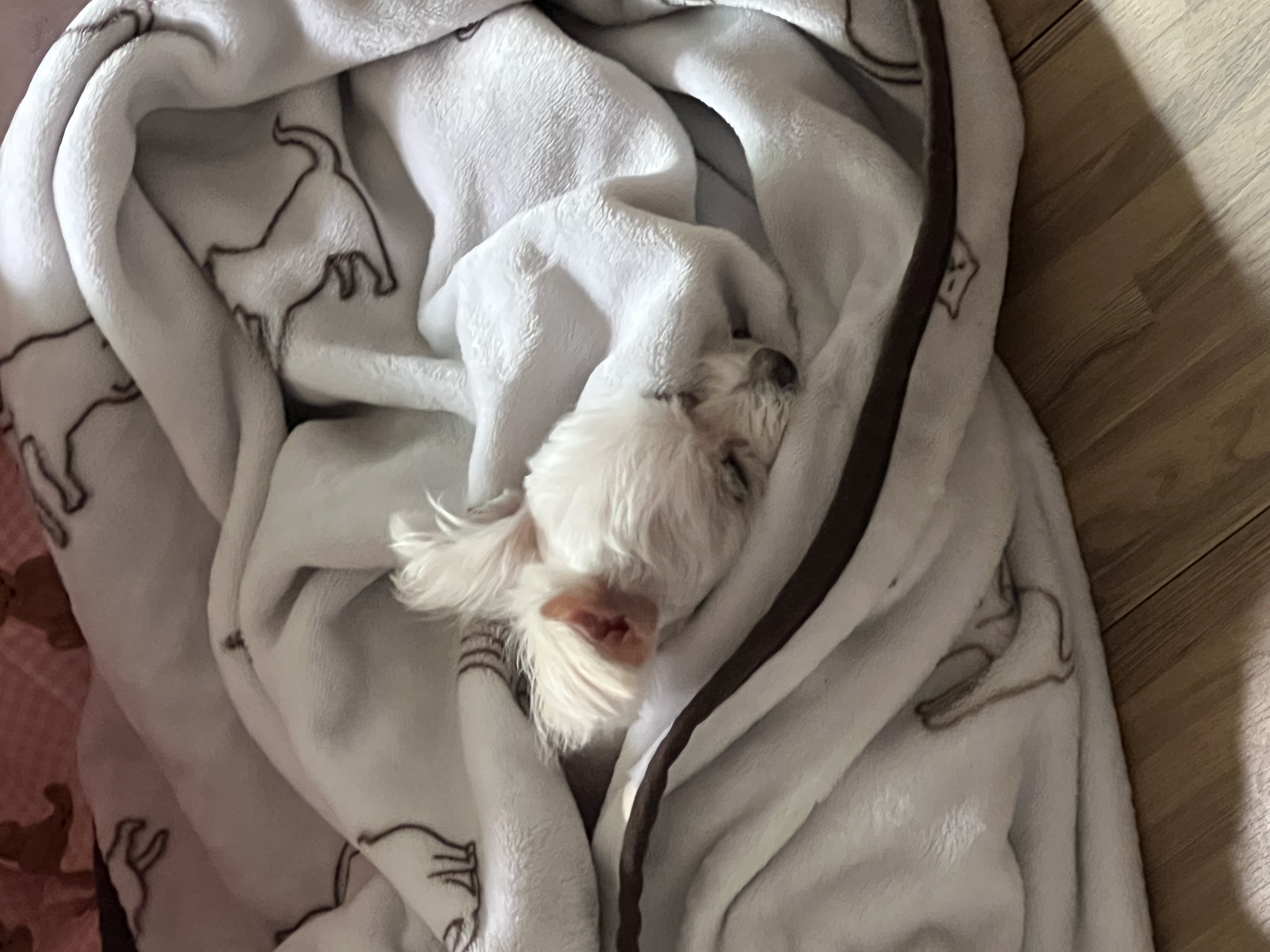 삼원이(다비) 소식 올립니다