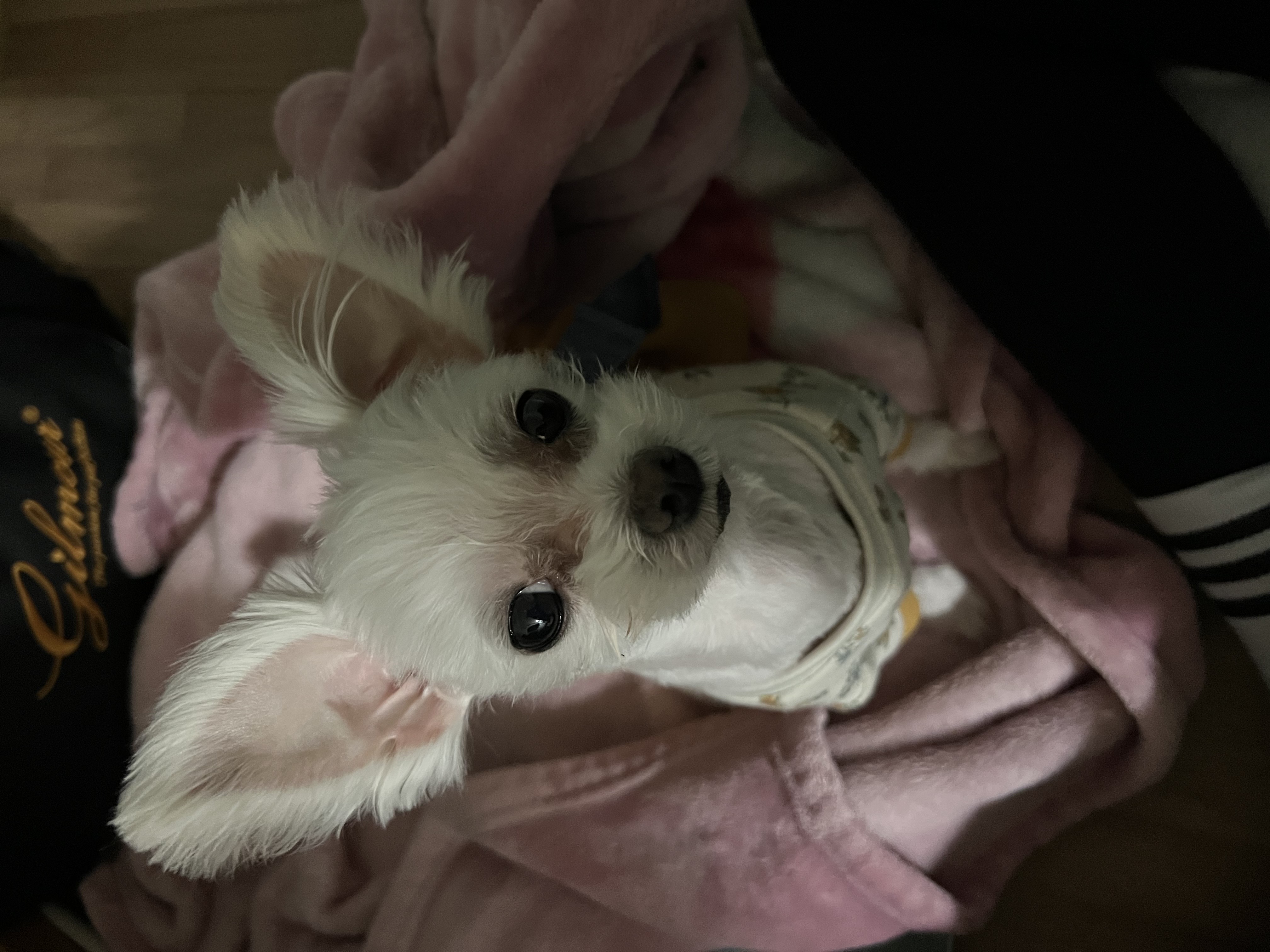 삼원이(다비) 소식 올립니다