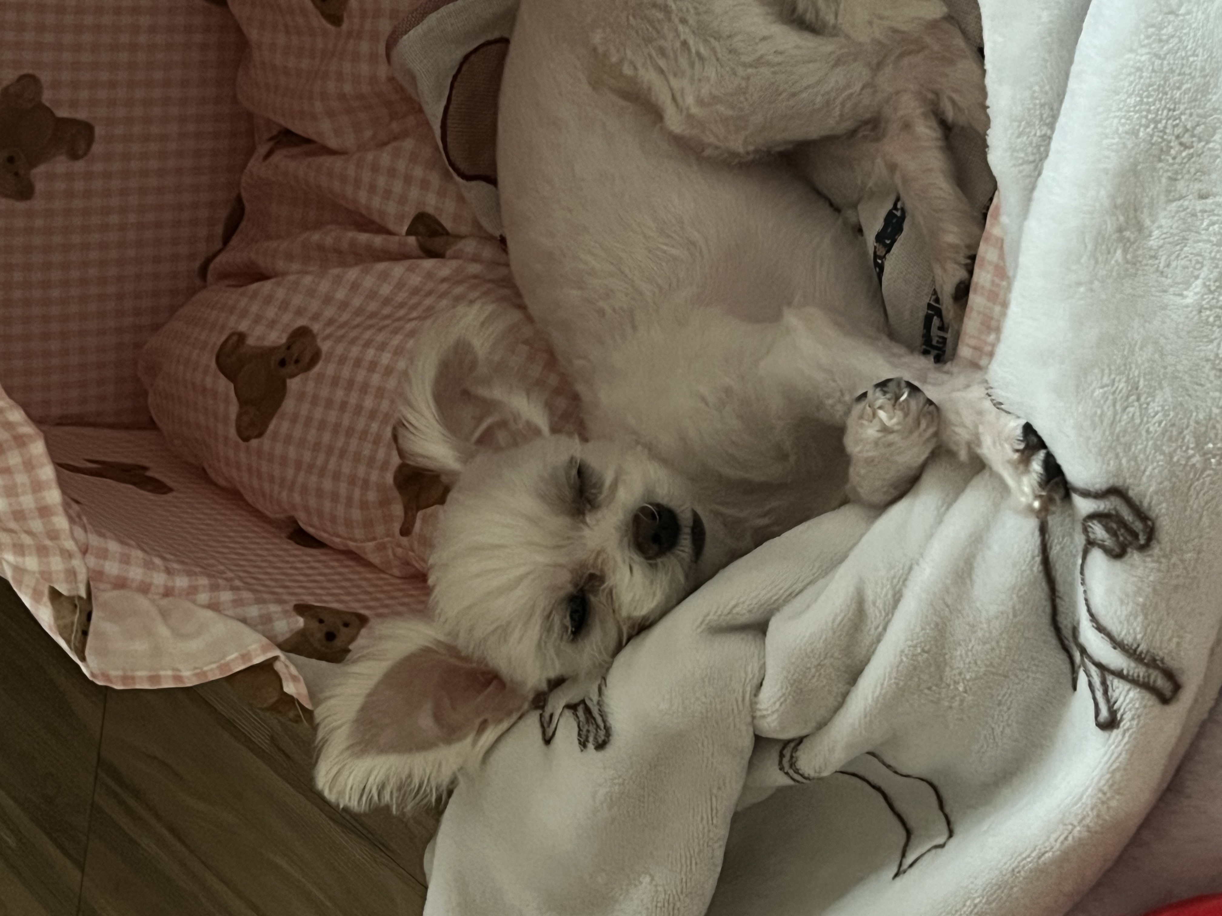 삼원이(다비) 소식 올립니다