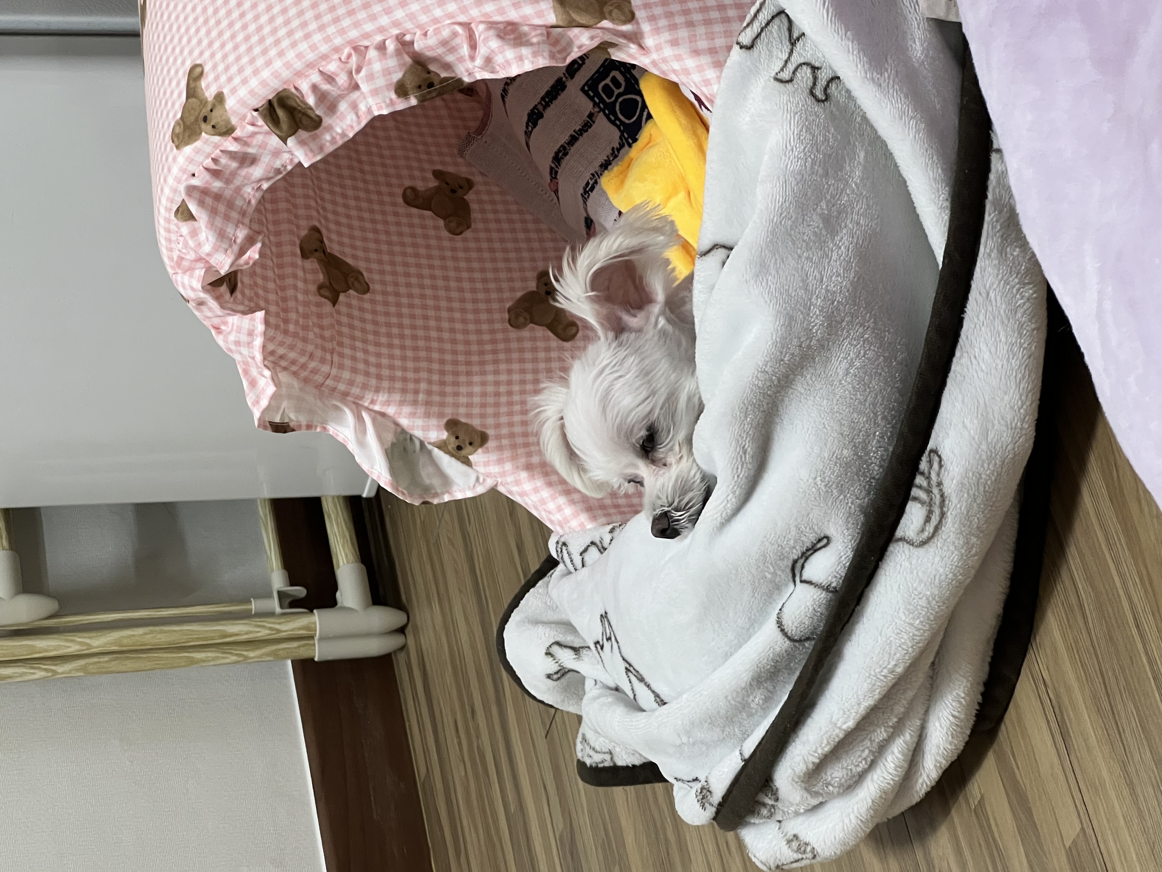 삼원이(다비) 소식 올립니다