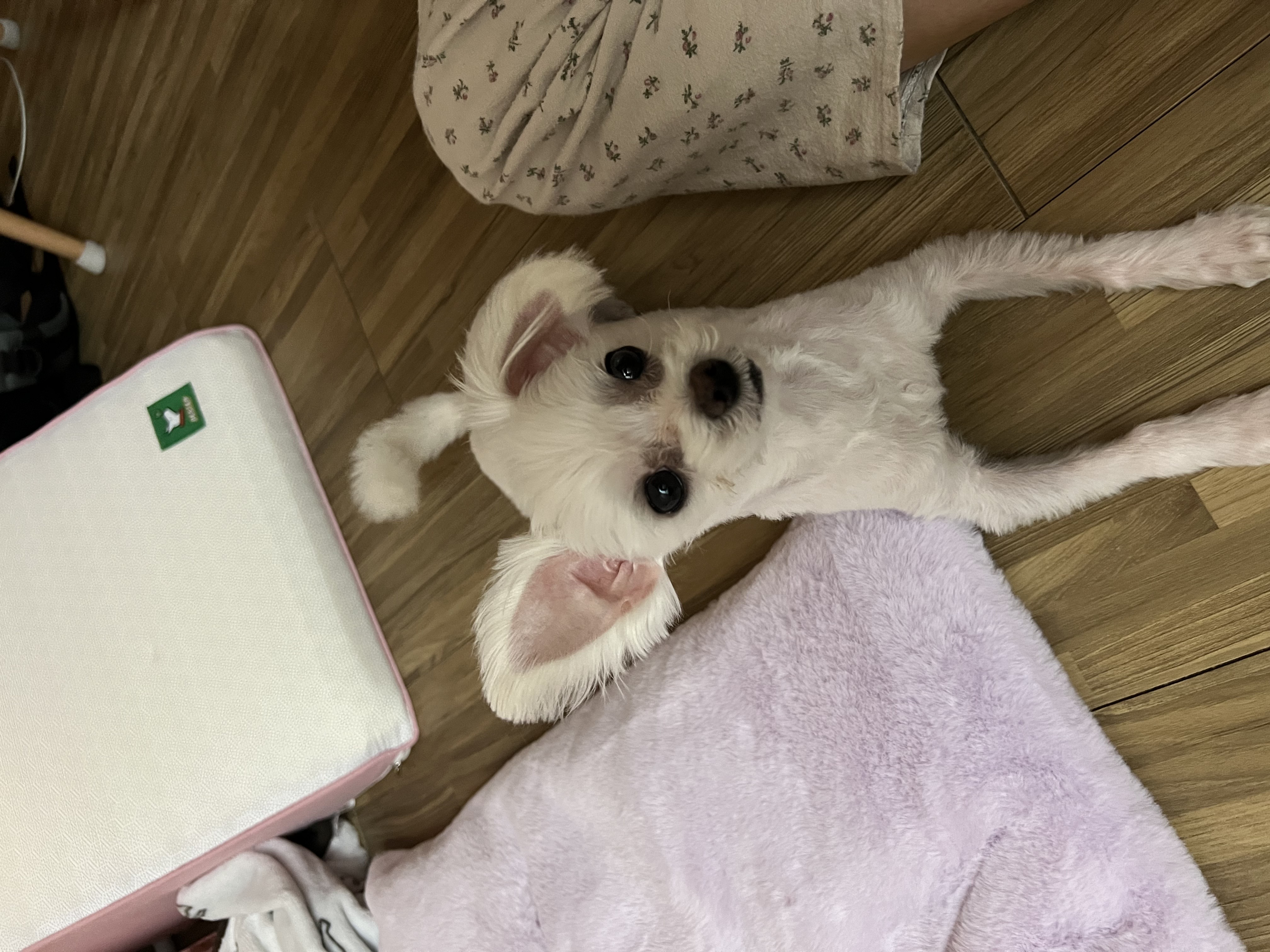 삼원이(다비) 소식 올립니다