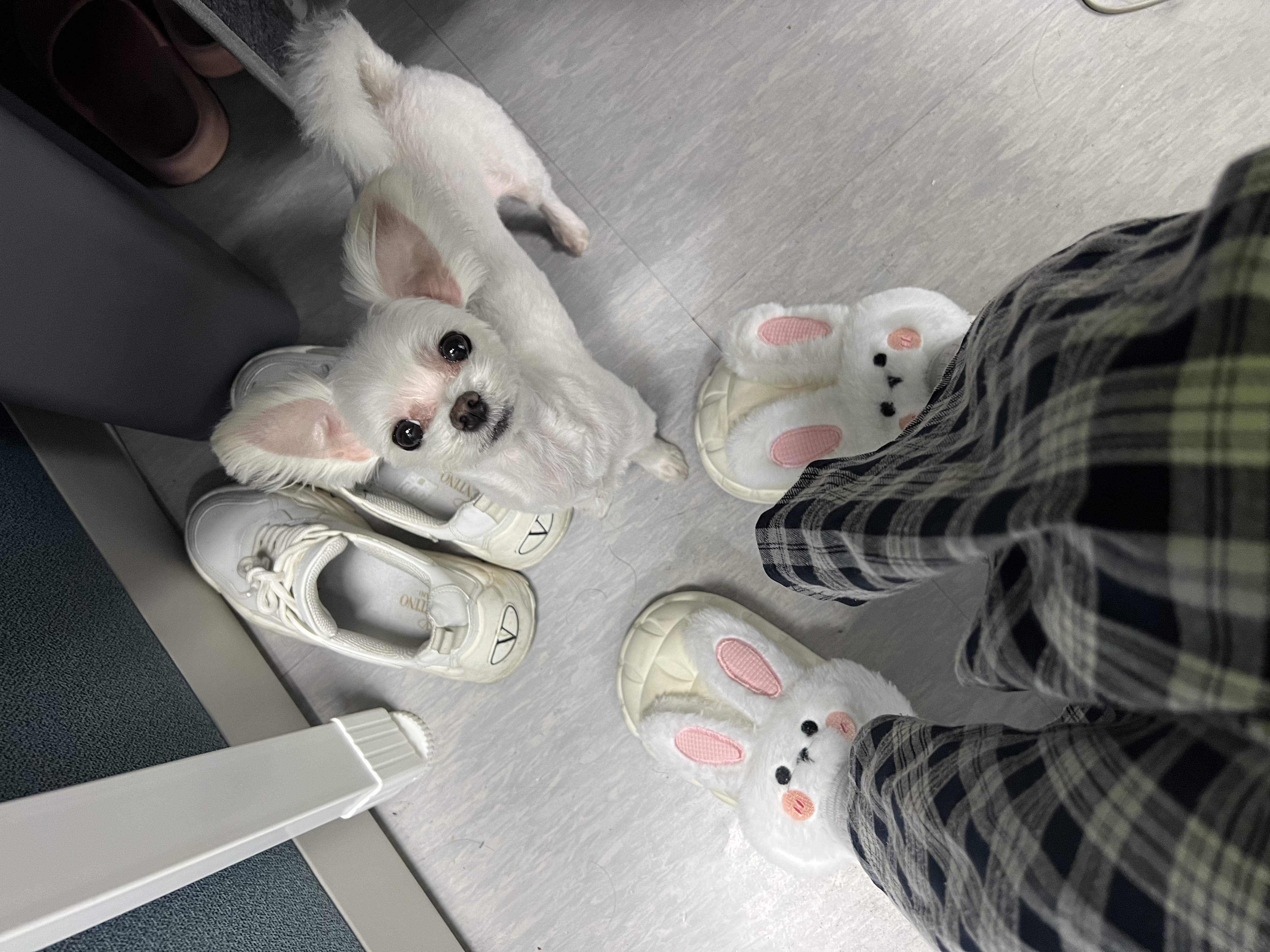 삼원이(다비) 소식 올립니다