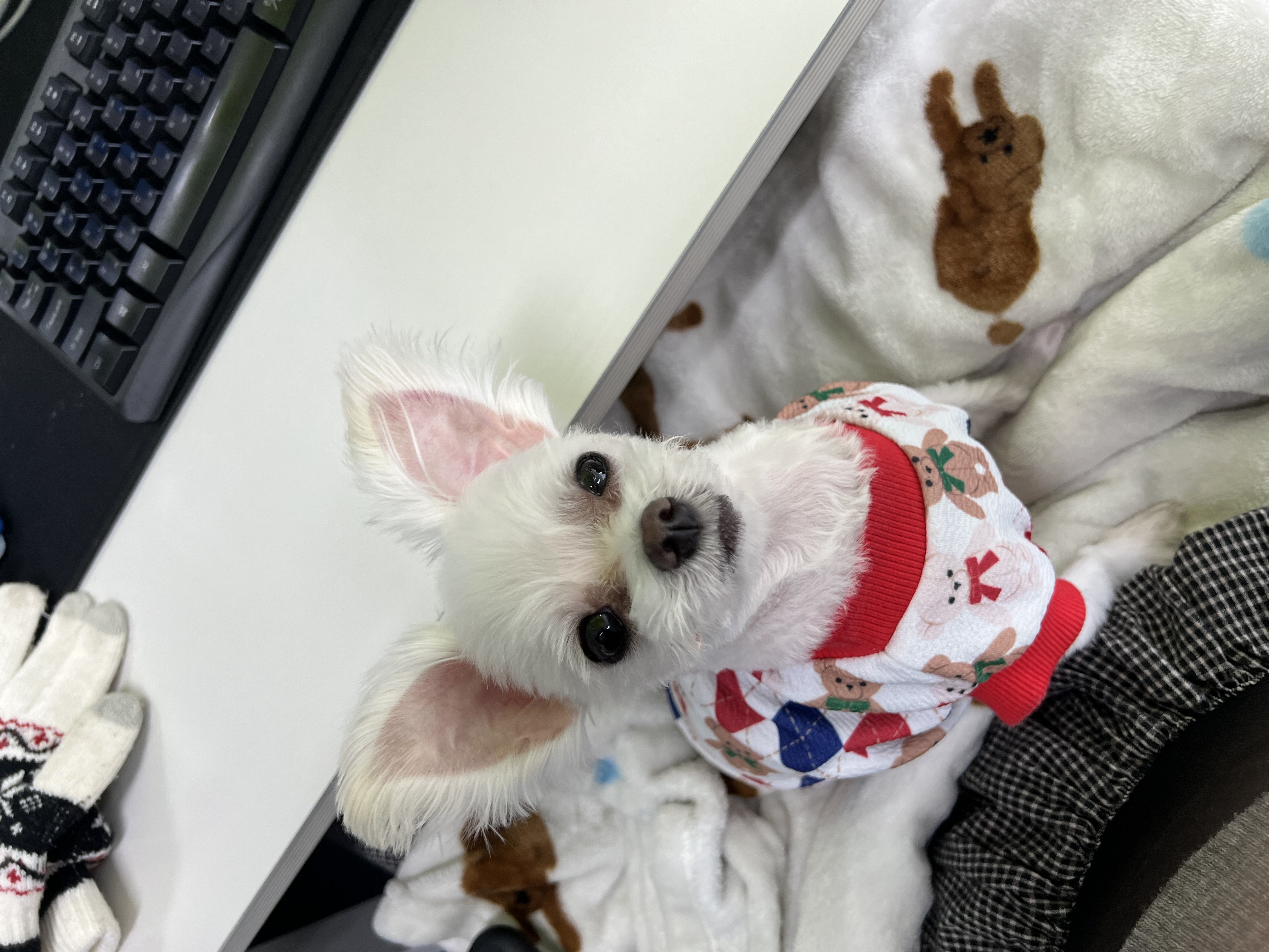 삼원이(다비) 소식 올립니다