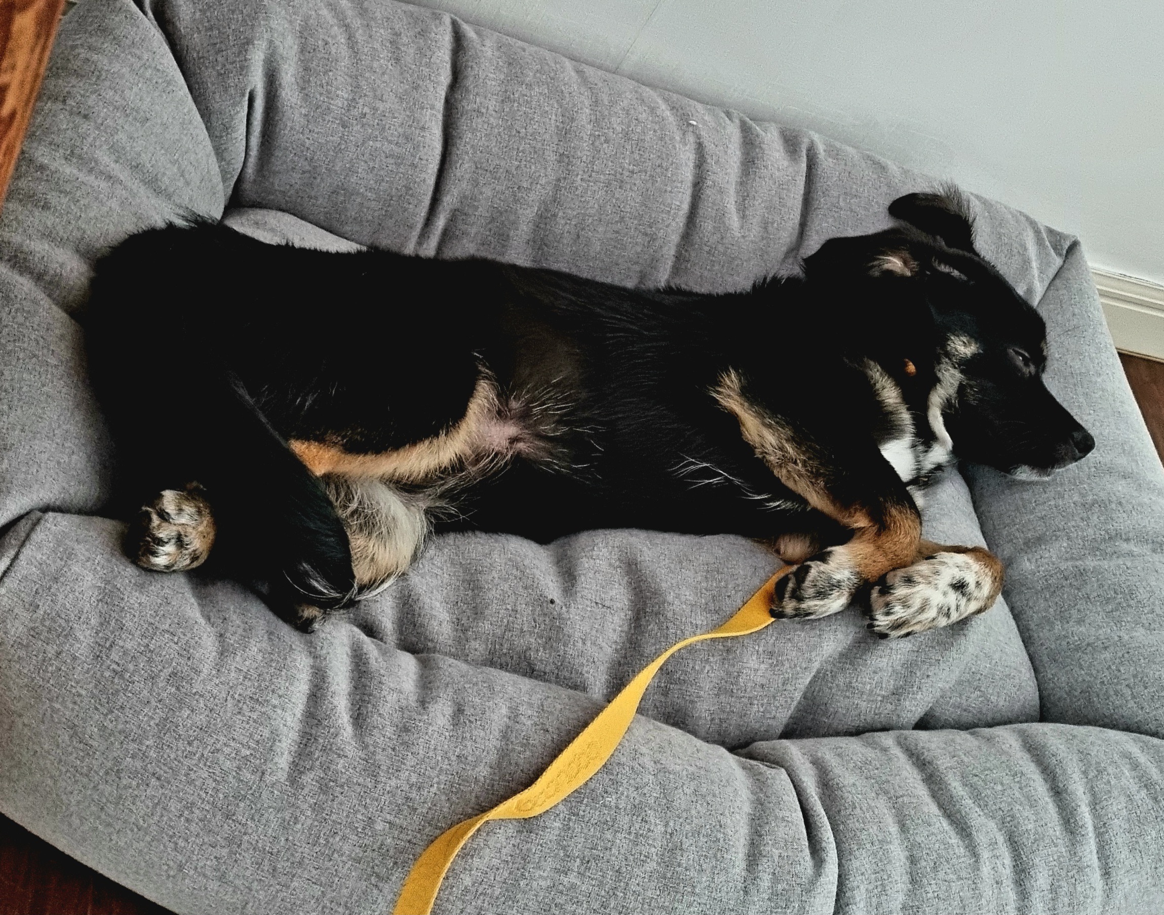 두양이 한달차 후기입니다