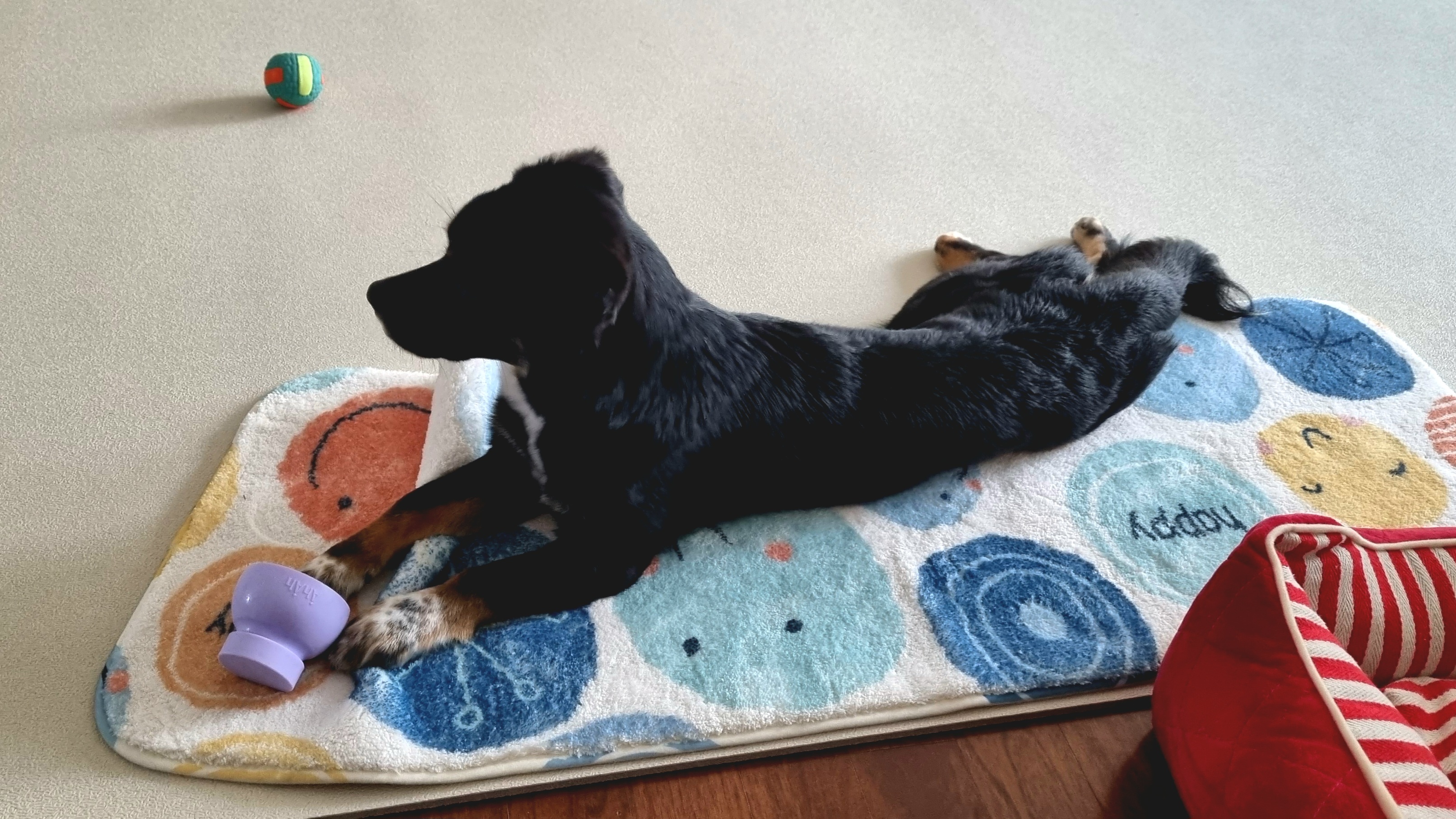 두양이 한달차 후기입니다