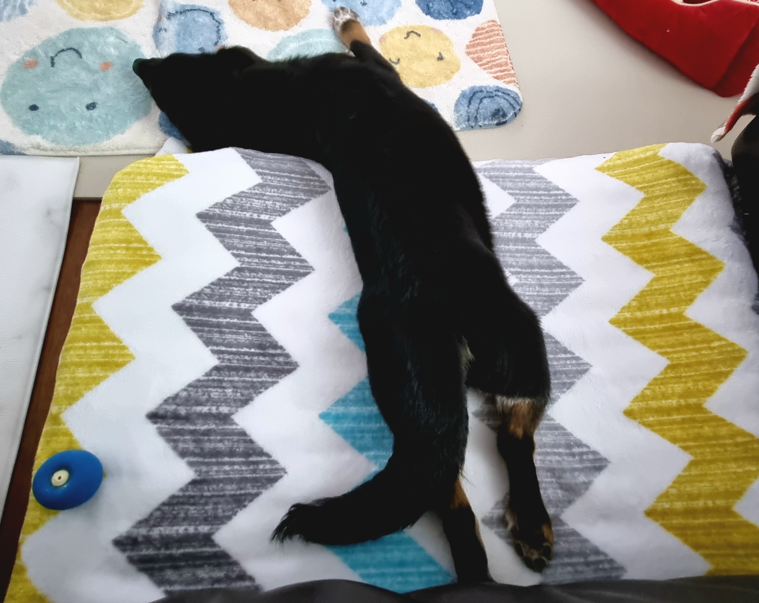 두양이 한달차 후기입니다