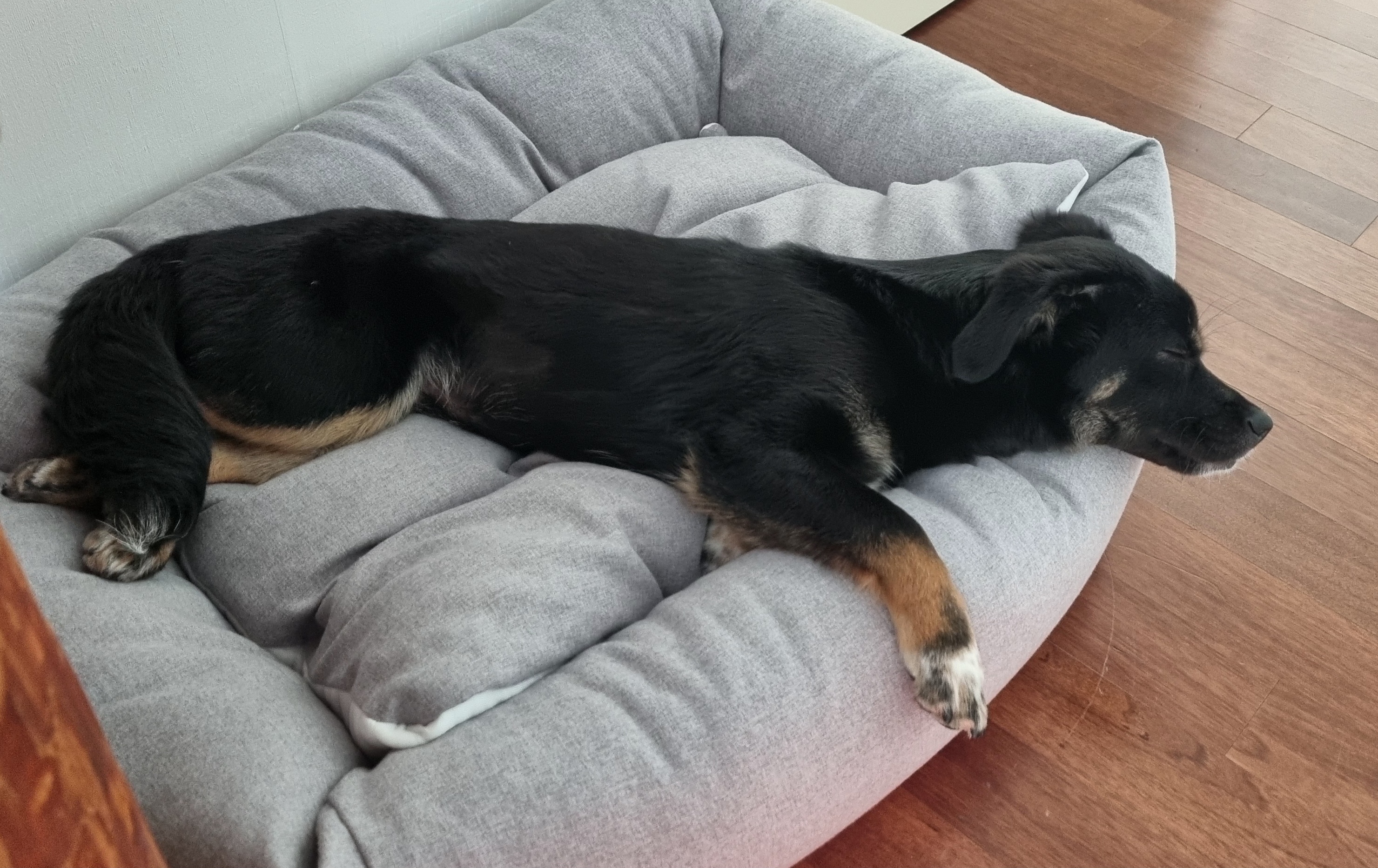 두양이 한달차 후기입니다