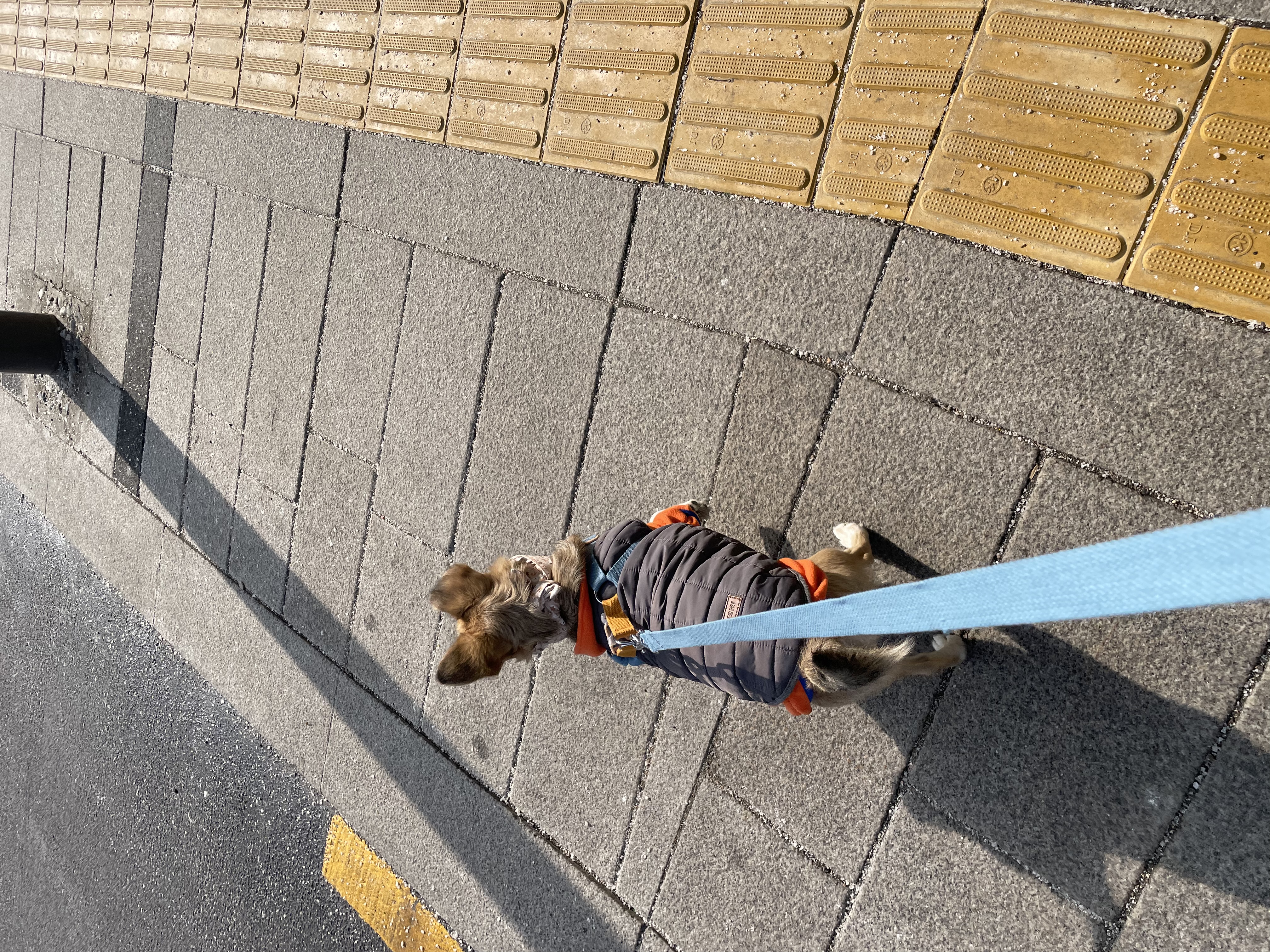 지구 임시보호 일기