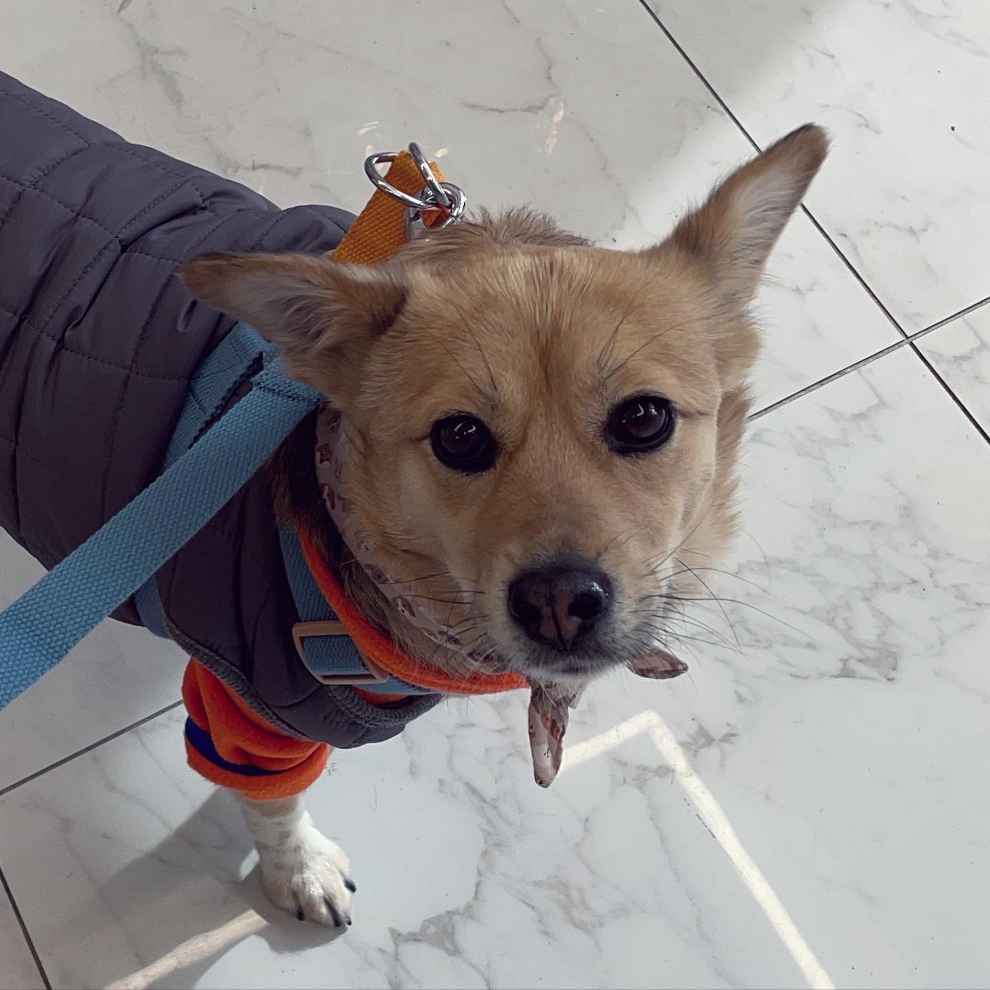 지구 임시보호 일기