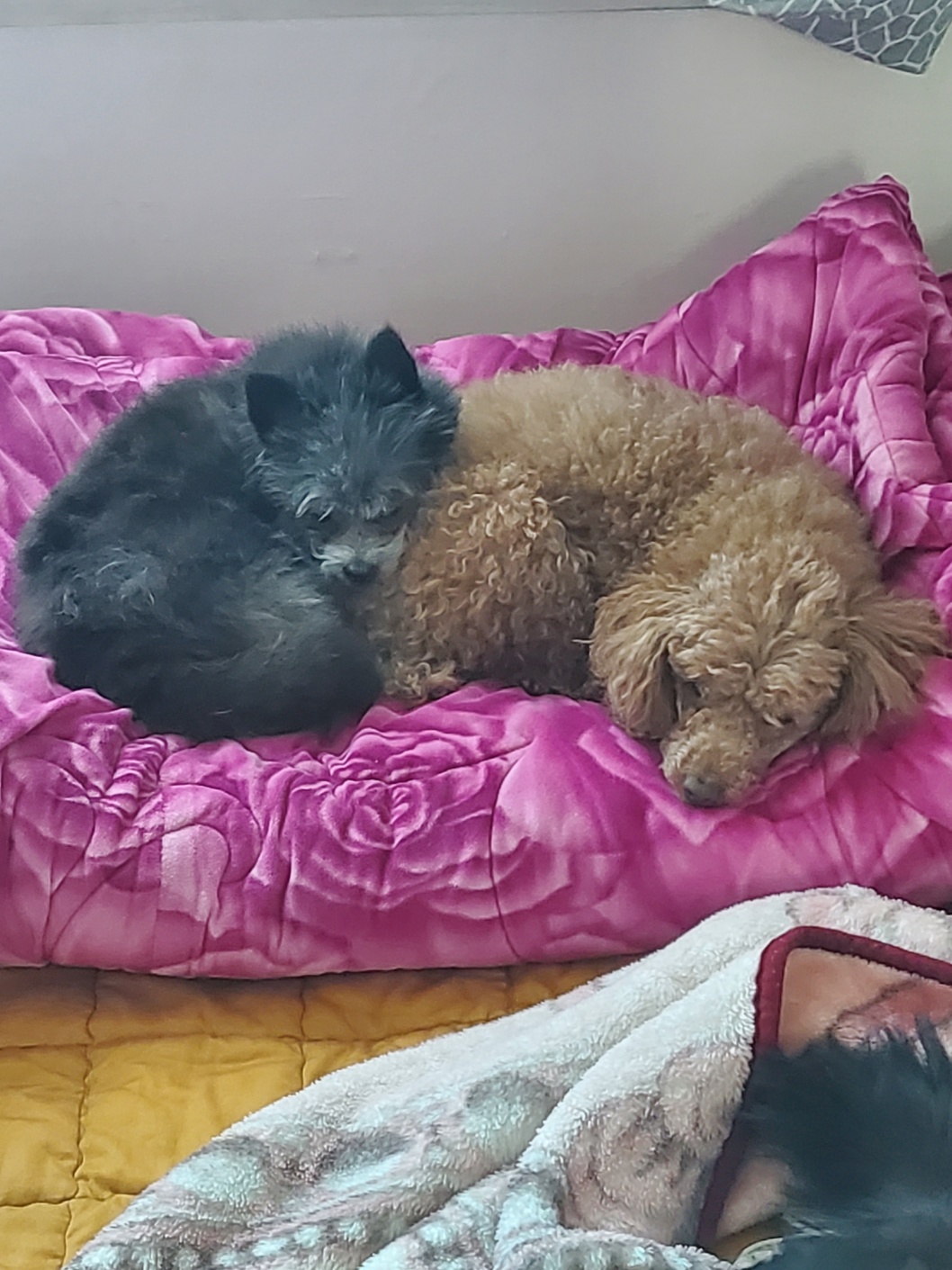 소피의 임보 3주차 후기를 전해드립니다.