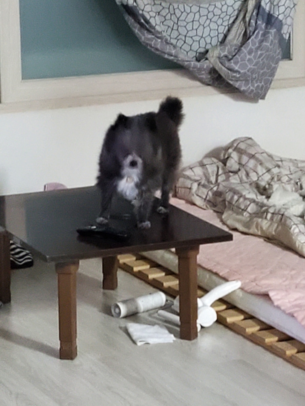 소피의 임보 3주차 후기를 전해드립니다.