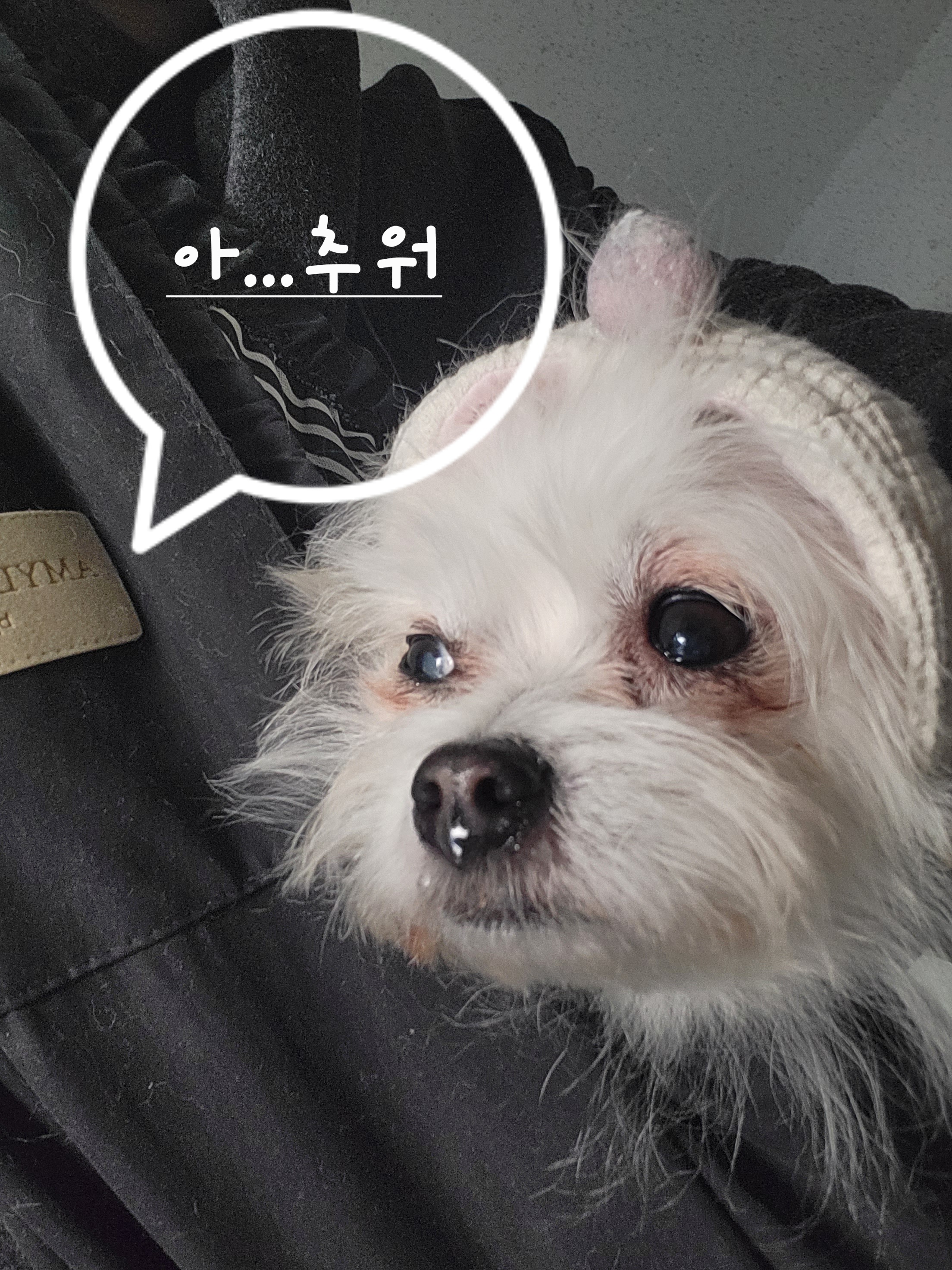 앙쥬랑 함께한 3개월