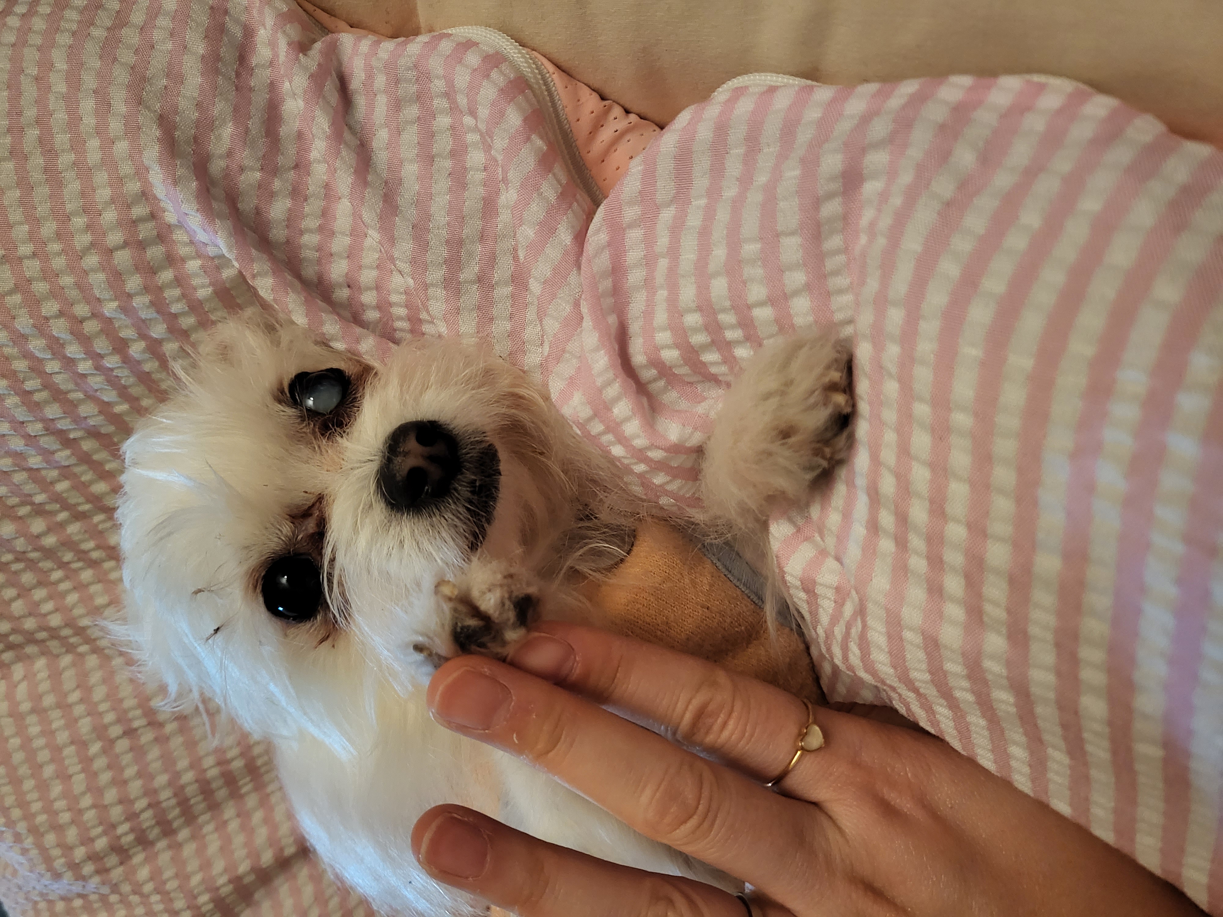 앙쥬랑 함께한 3개월