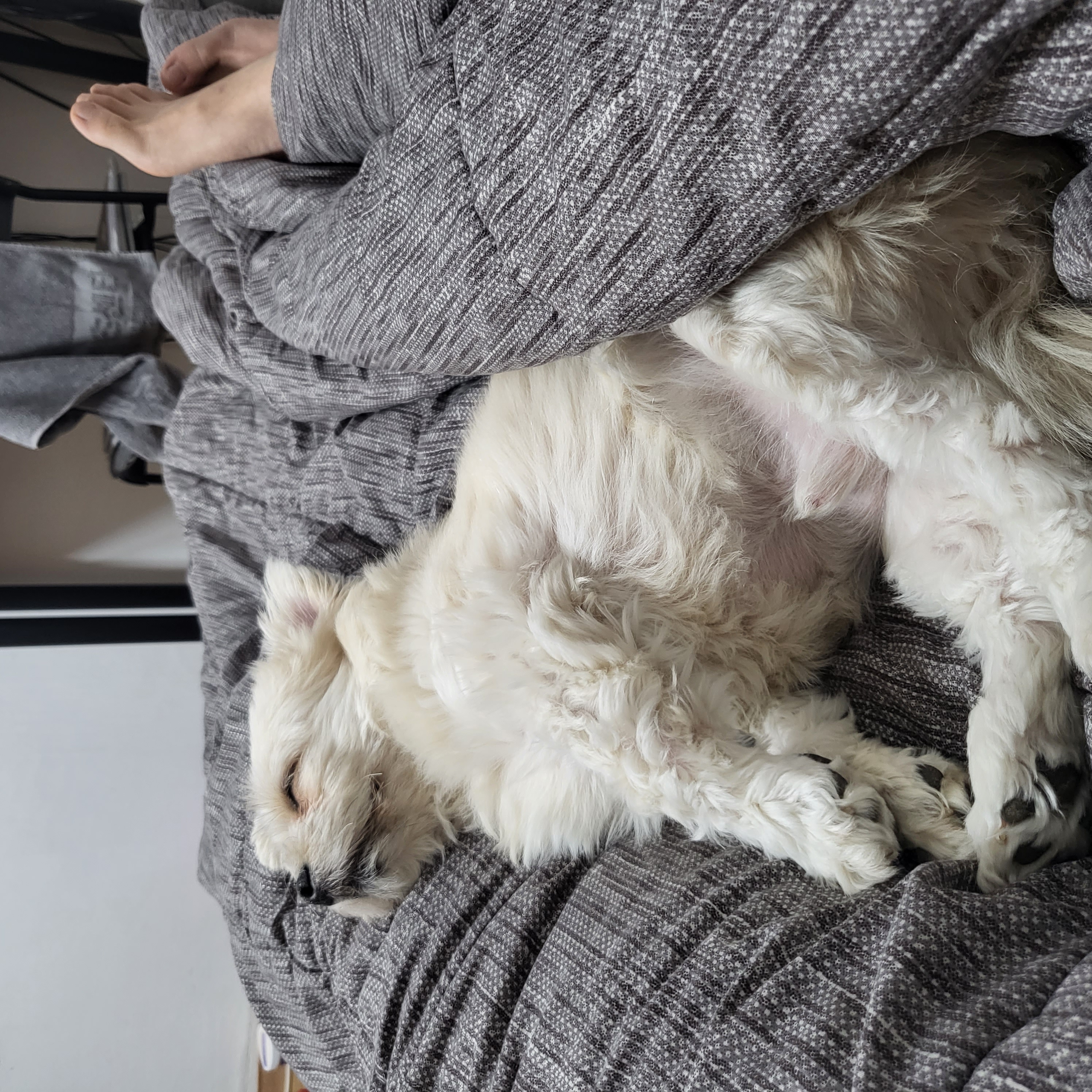 금돌이 입양한지 2년이 되었네요^^