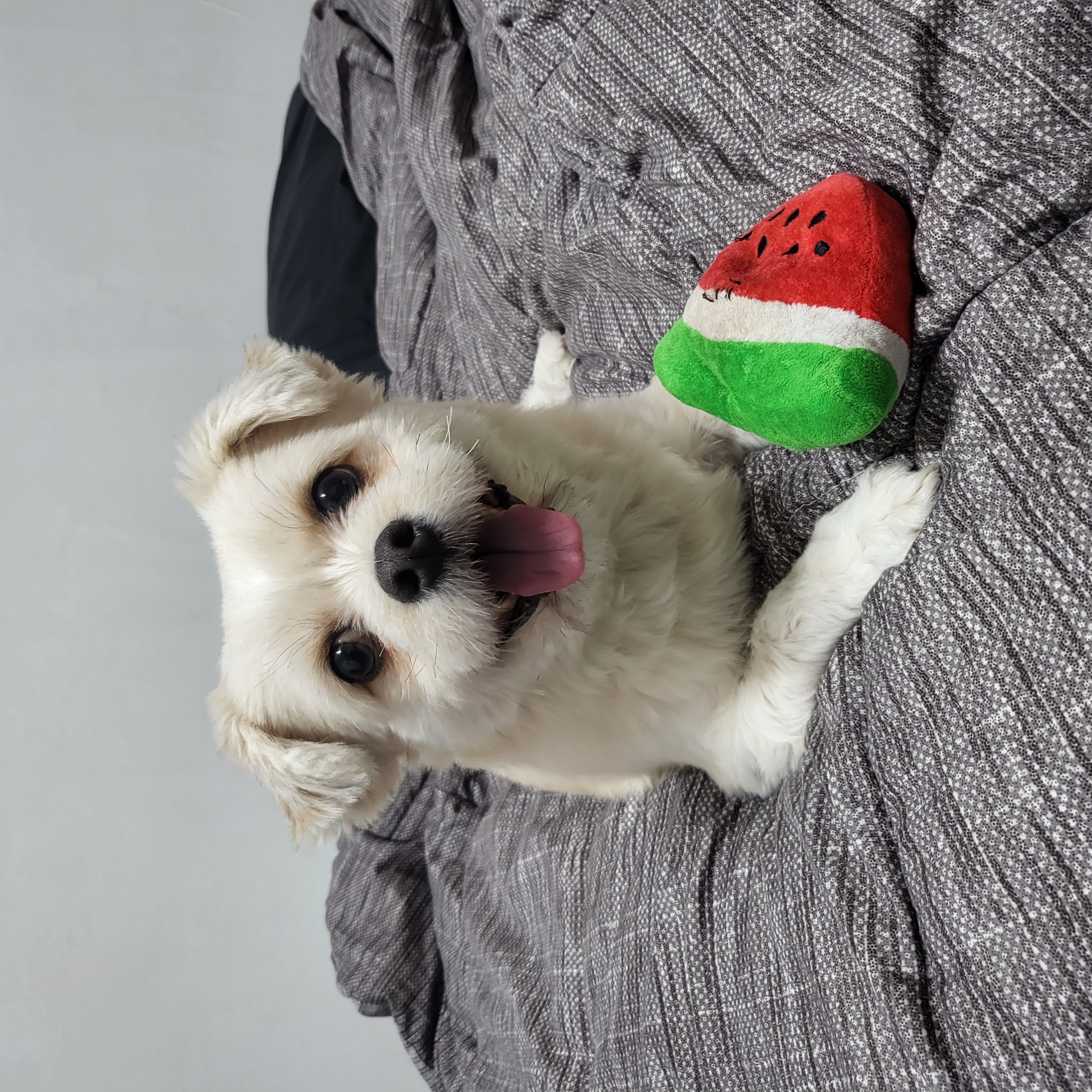 금돌이 입양한지 2년이 되었네요^^