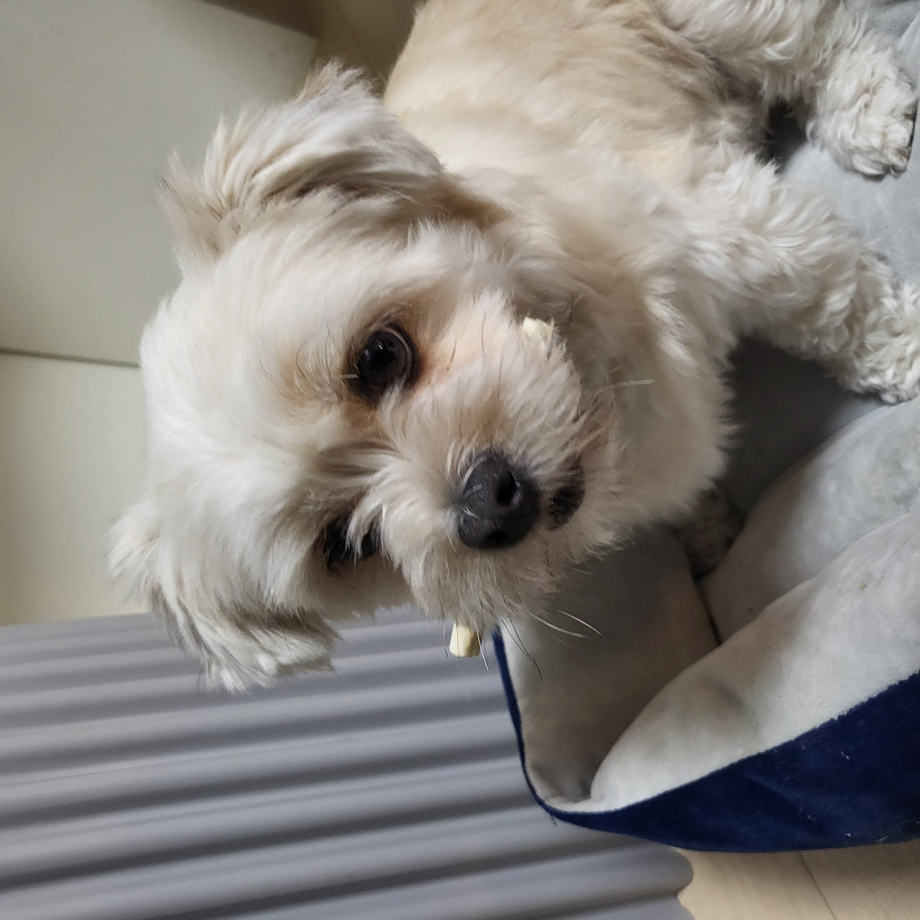 금돌이 입양한지 2년이 되었네요^^