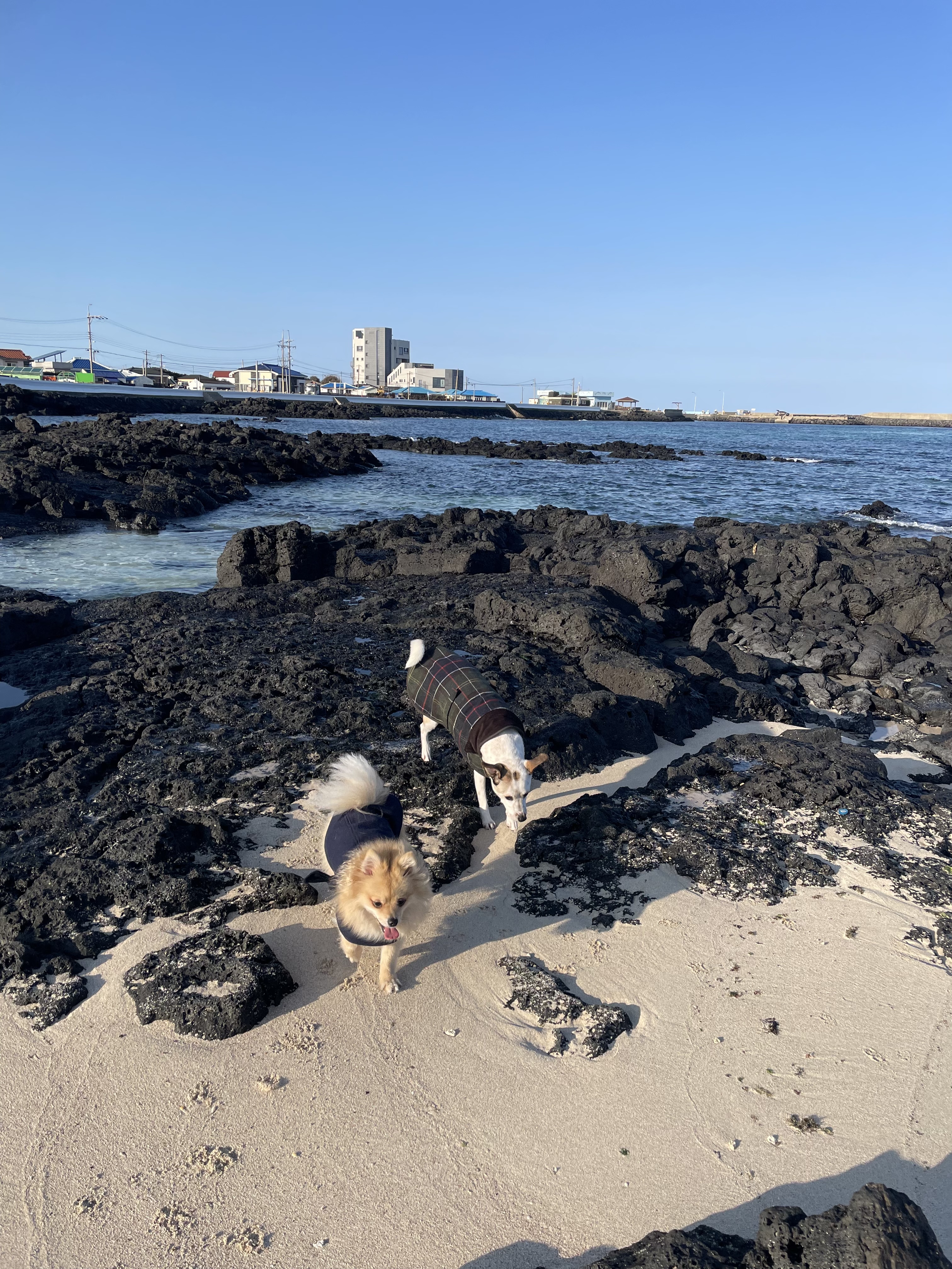 당이(도도)근이(그삼이)