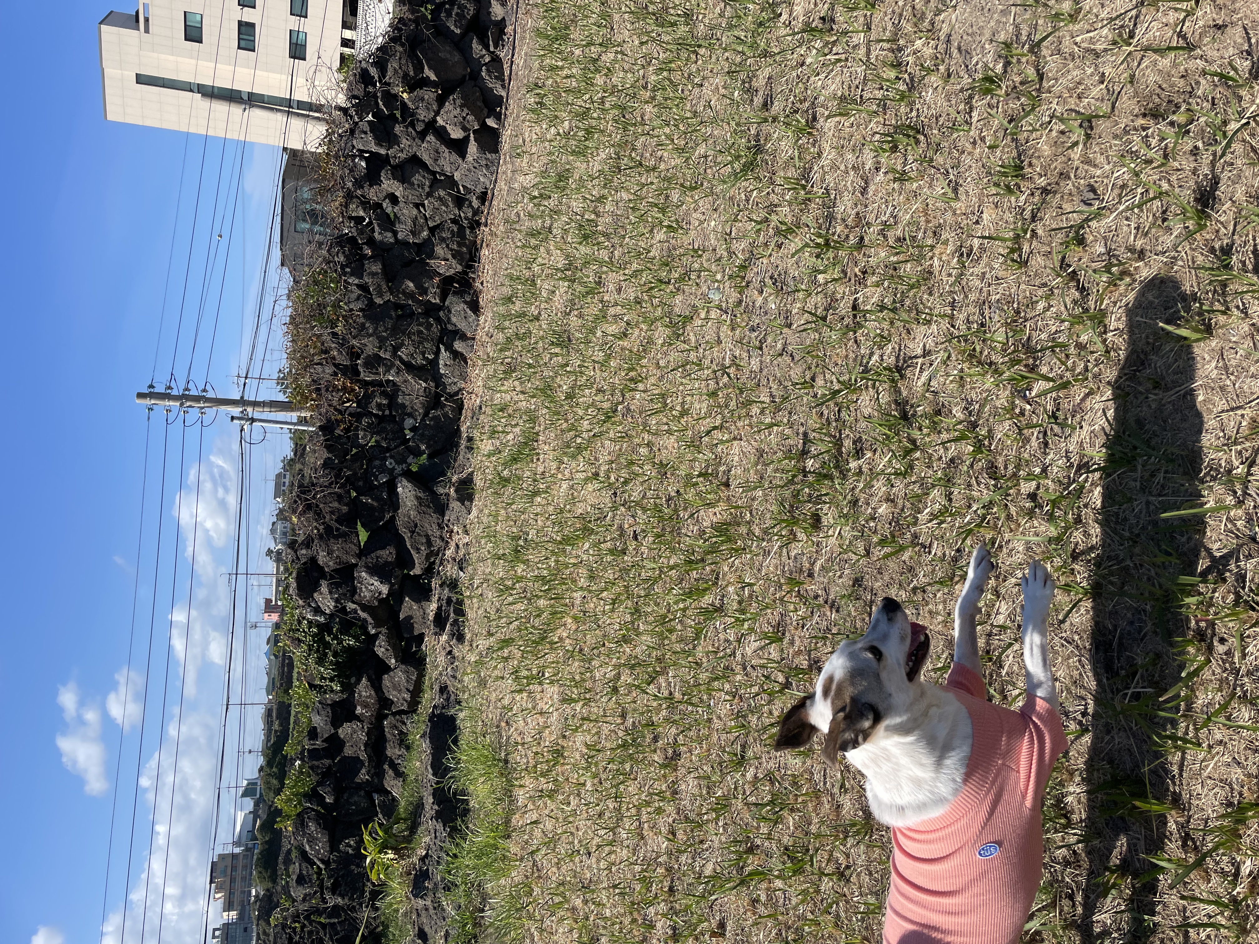 당이(도도)근이(그삼이)