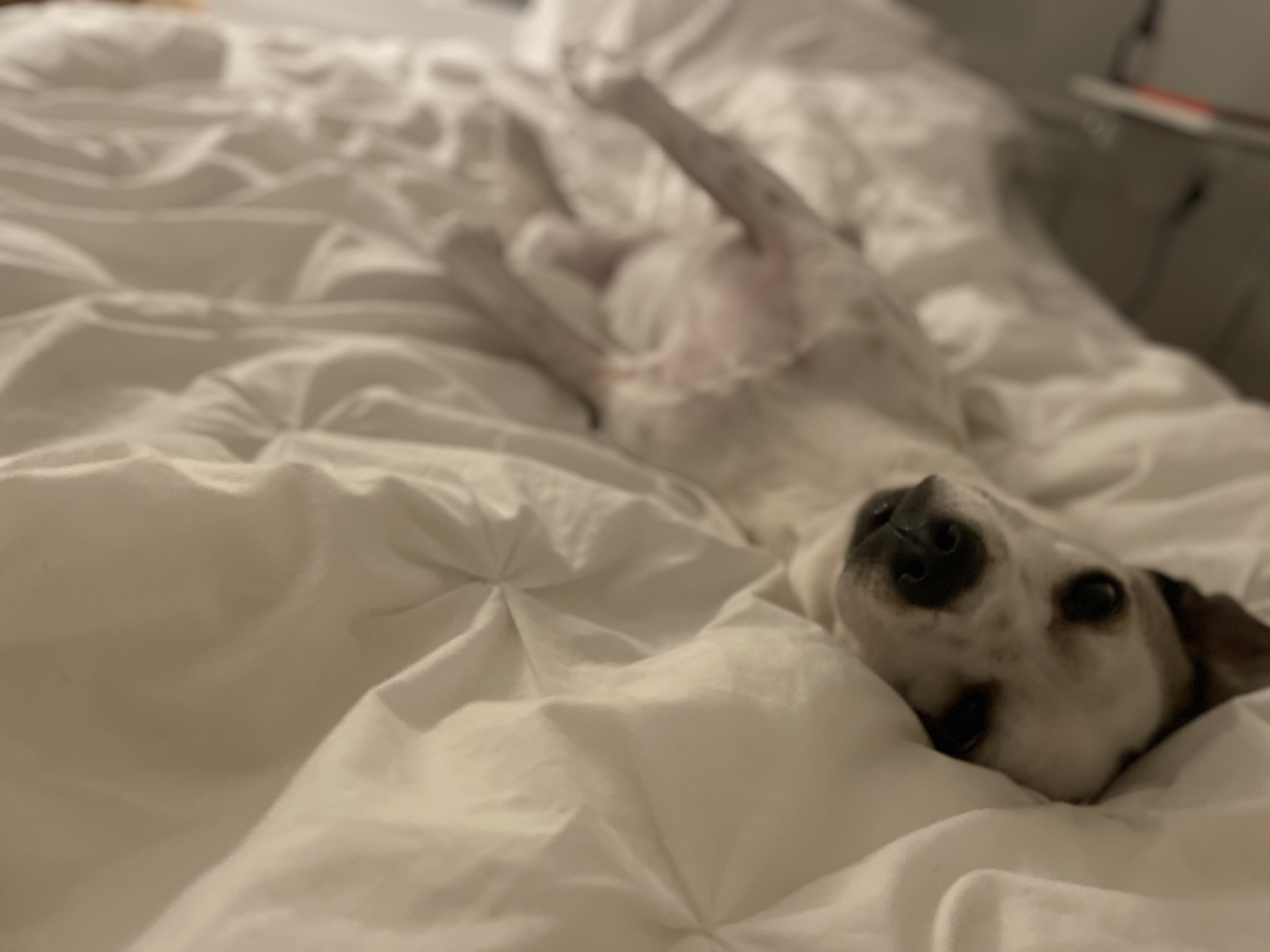 당이(도도)근이(그삼이)