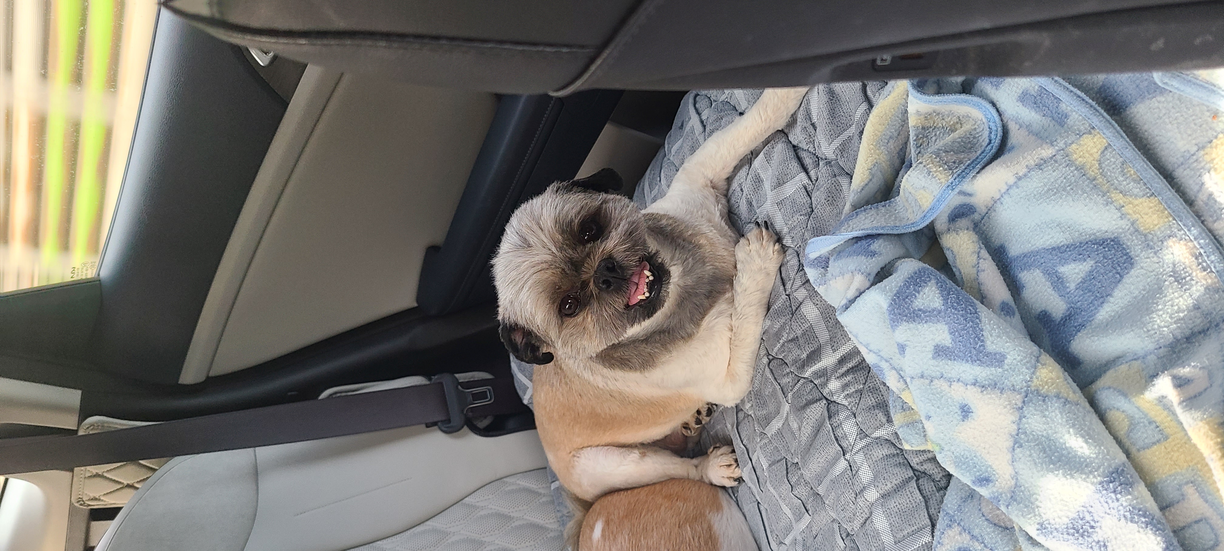 세남이(흑미)인사합니다