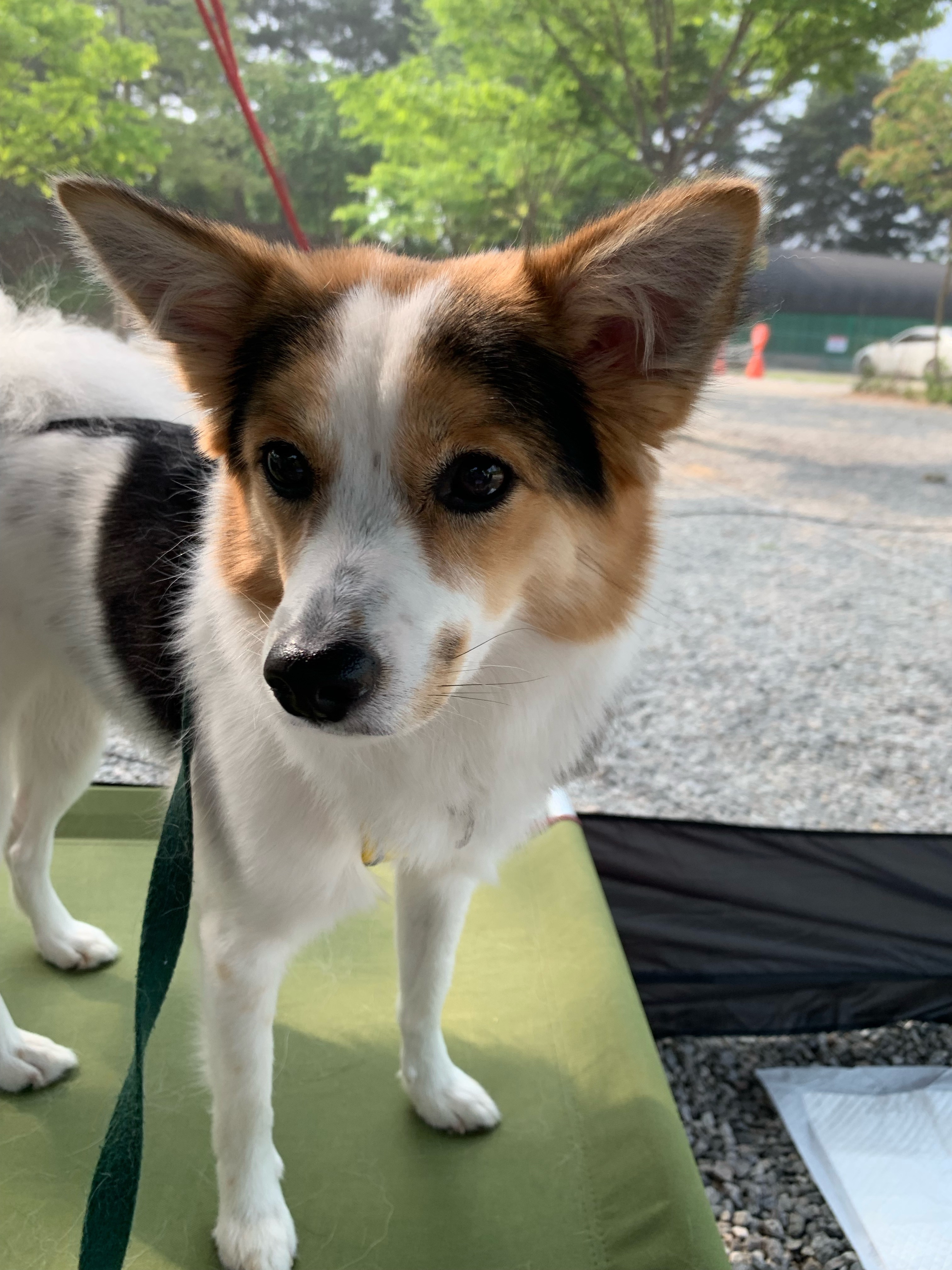 마블이가 우리 가족이 된지 벌써 2년..! 마블이 잘 지내고 있어요