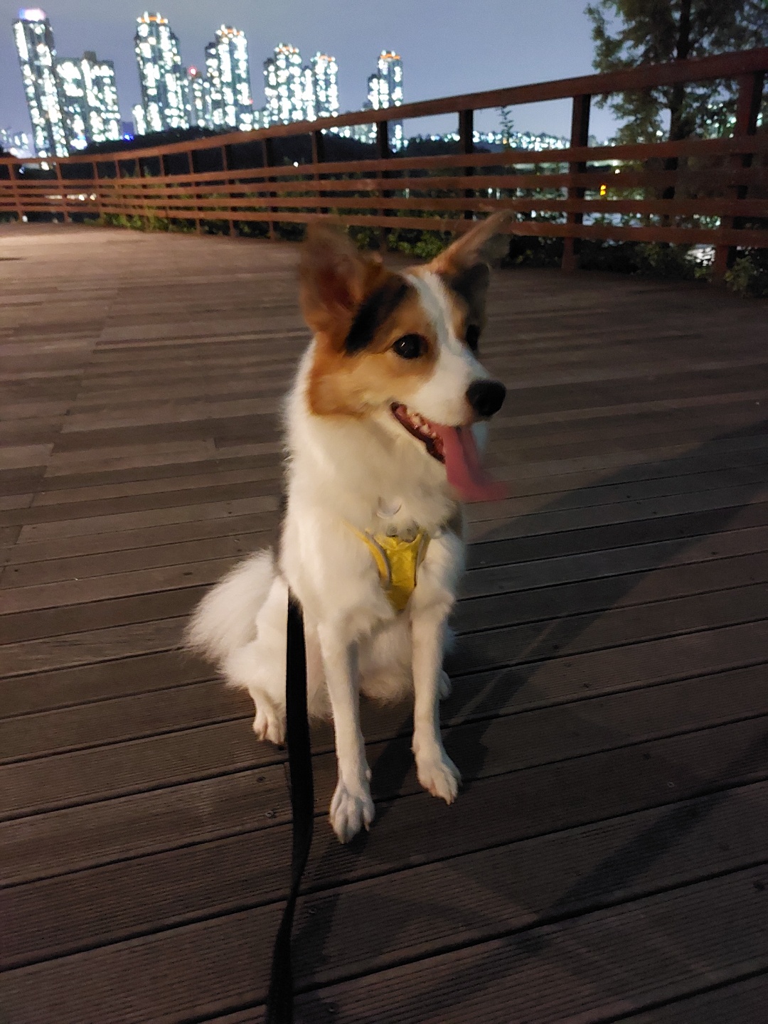 마블이가 우리 가족이 된지 벌써 2년..! 마블이 잘 지내고 있어요