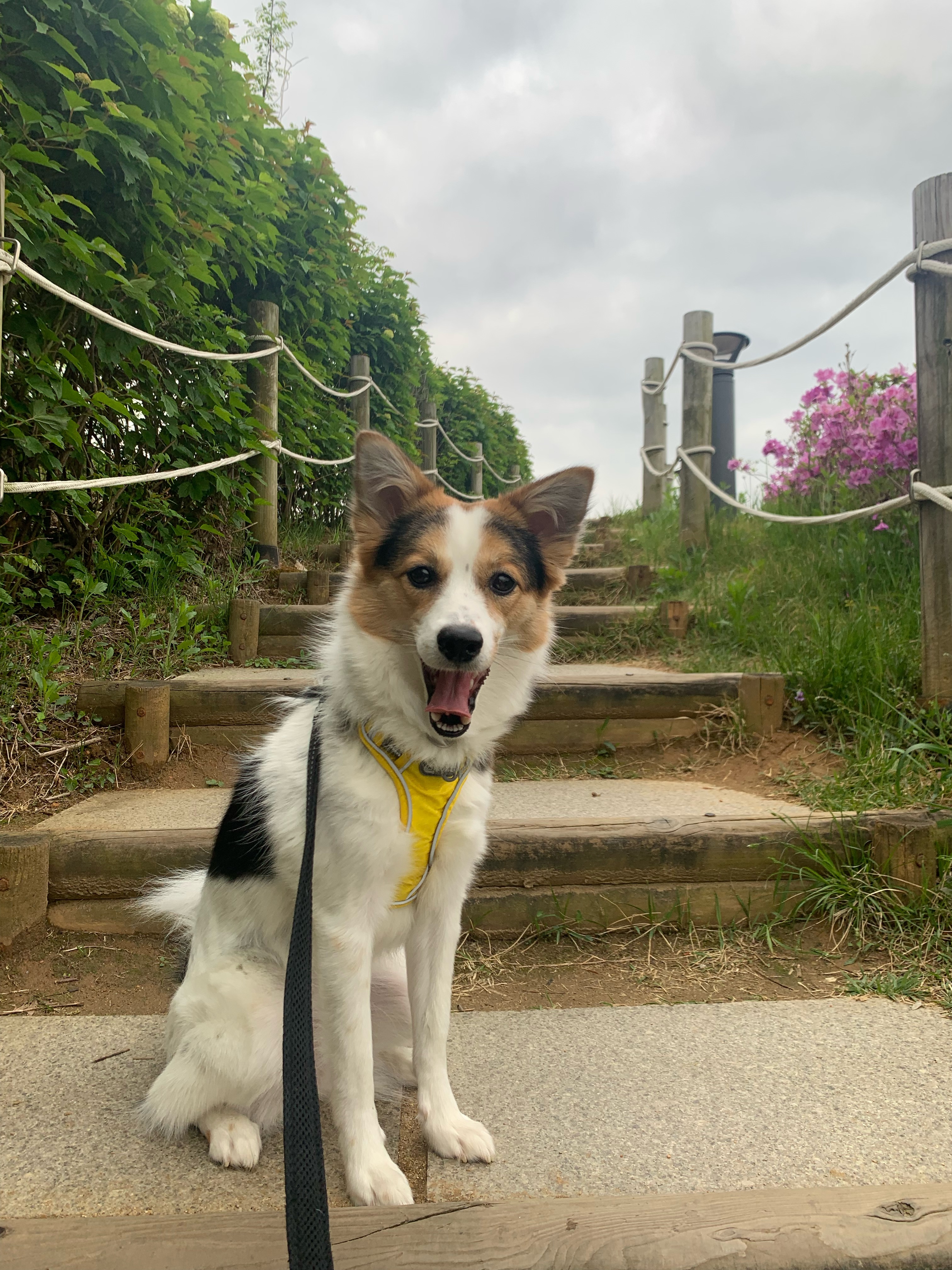 마블이가 우리 가족이 된지 벌써 2년..! 마블이 잘 지내고 있어요