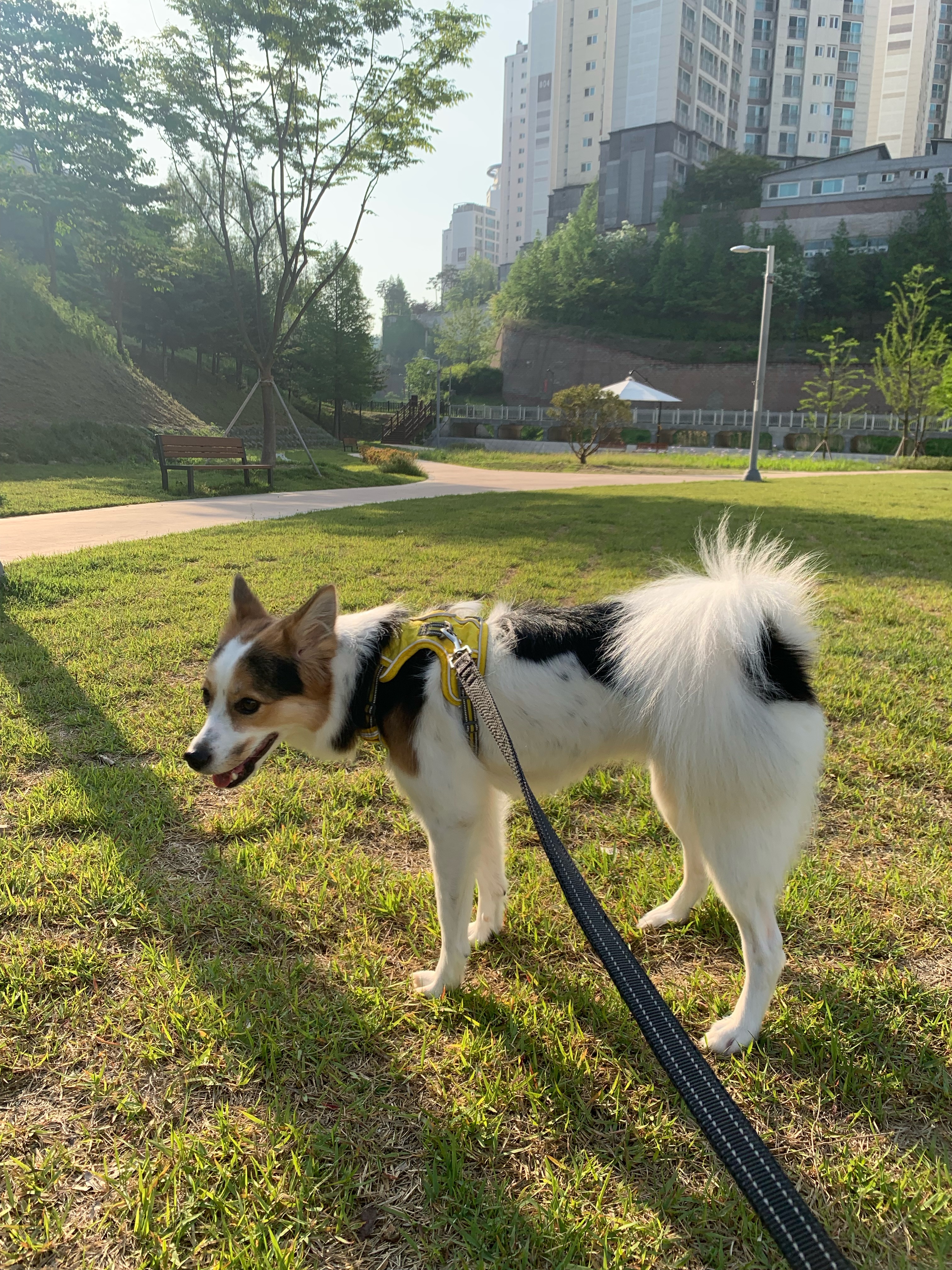 마블이가 우리 가족이 된지 벌써 2년..! 마블이 잘 지내고 있어요