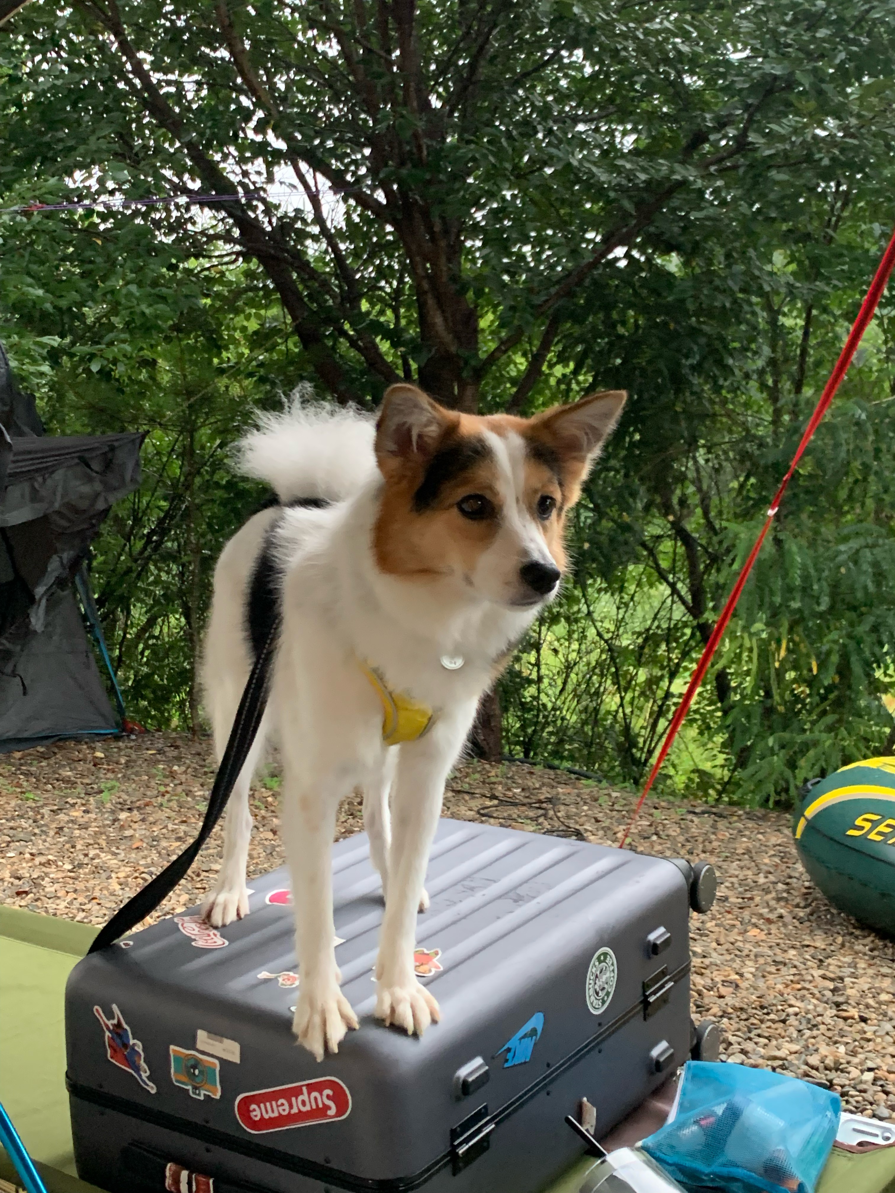 마블이가 우리 가족이 된지 벌써 2년..! 마블이 잘 지내고 있어요