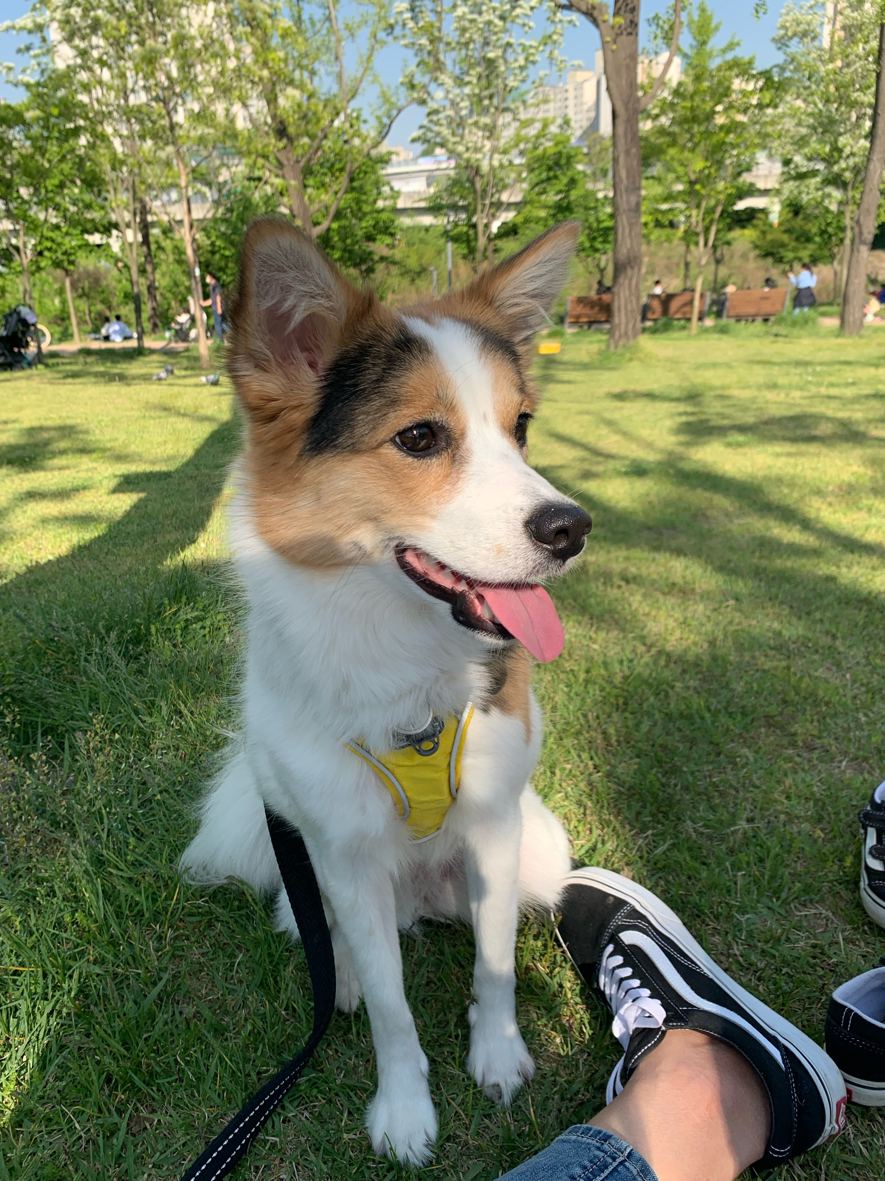 마블이가 우리 가족이 된지 벌써 2년..! 마블이 잘 지내고 있어요