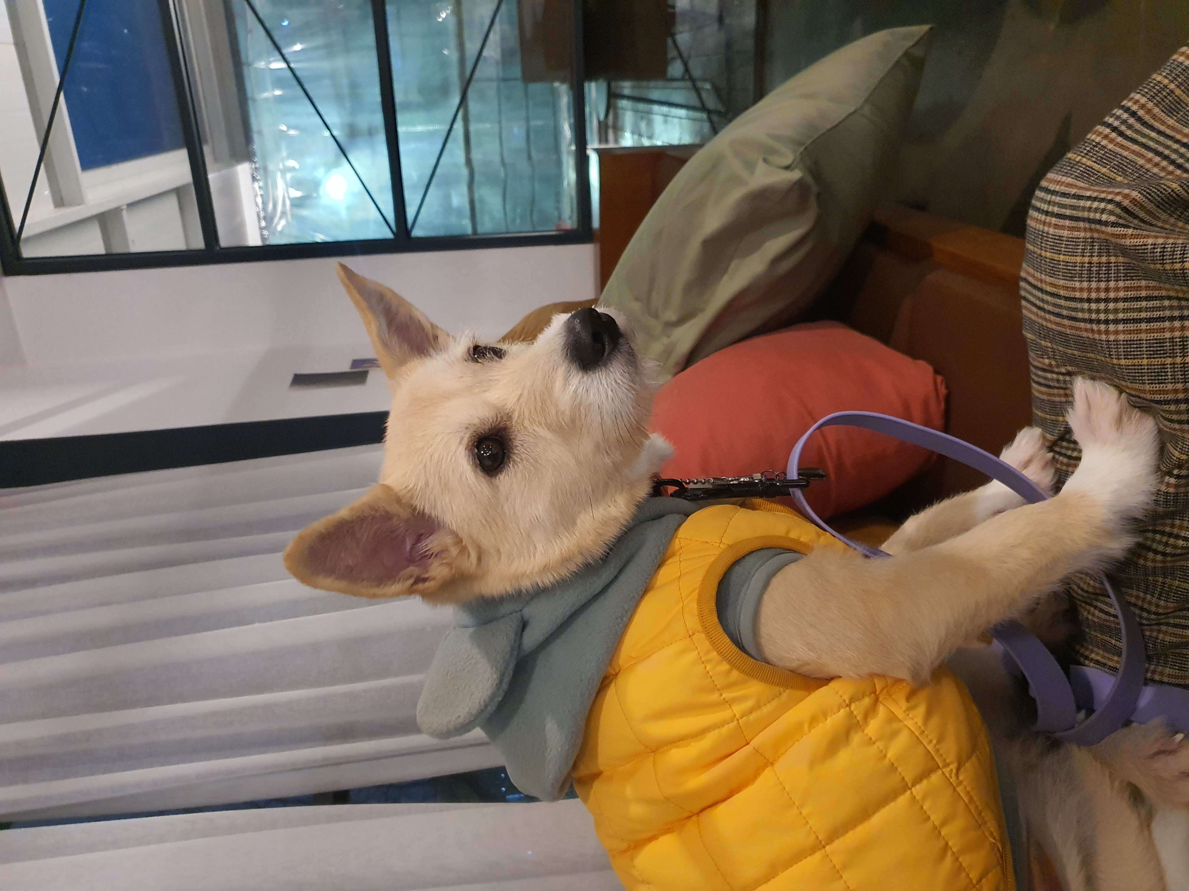 마무자견 마노(미루)와 가족된지 벌써 2년!