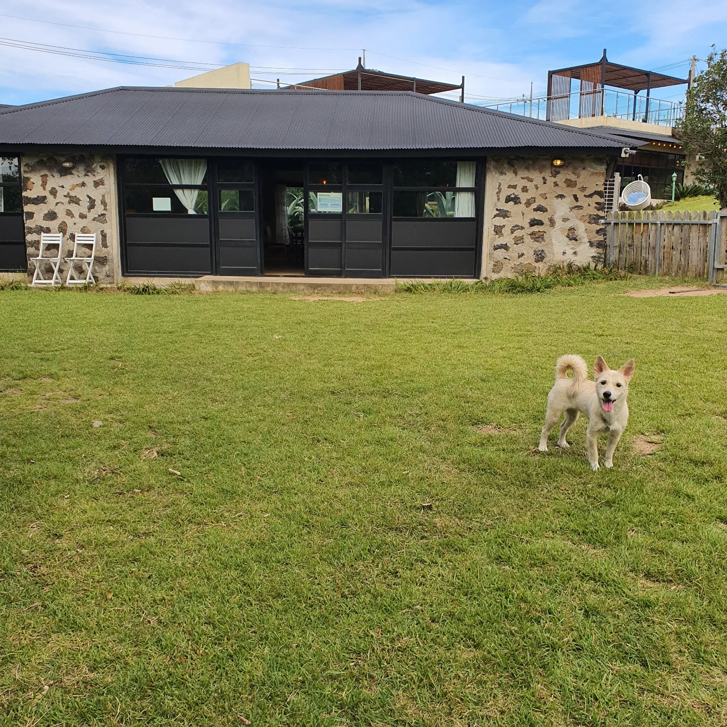 마무자견 마노(미루)와 가족된지 벌써 2년!