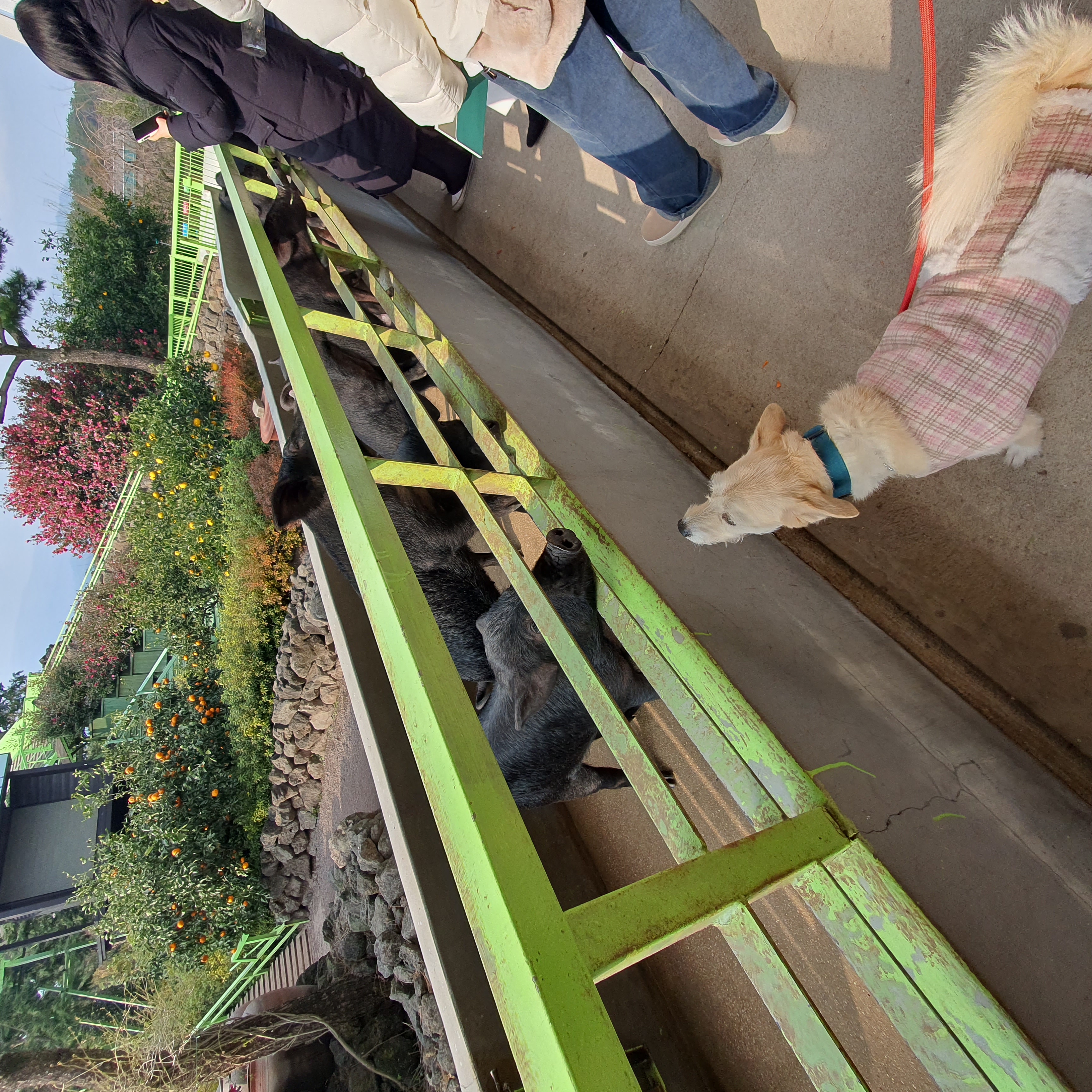 마무자견 마노(미루)와 가족된지 벌써 2년!