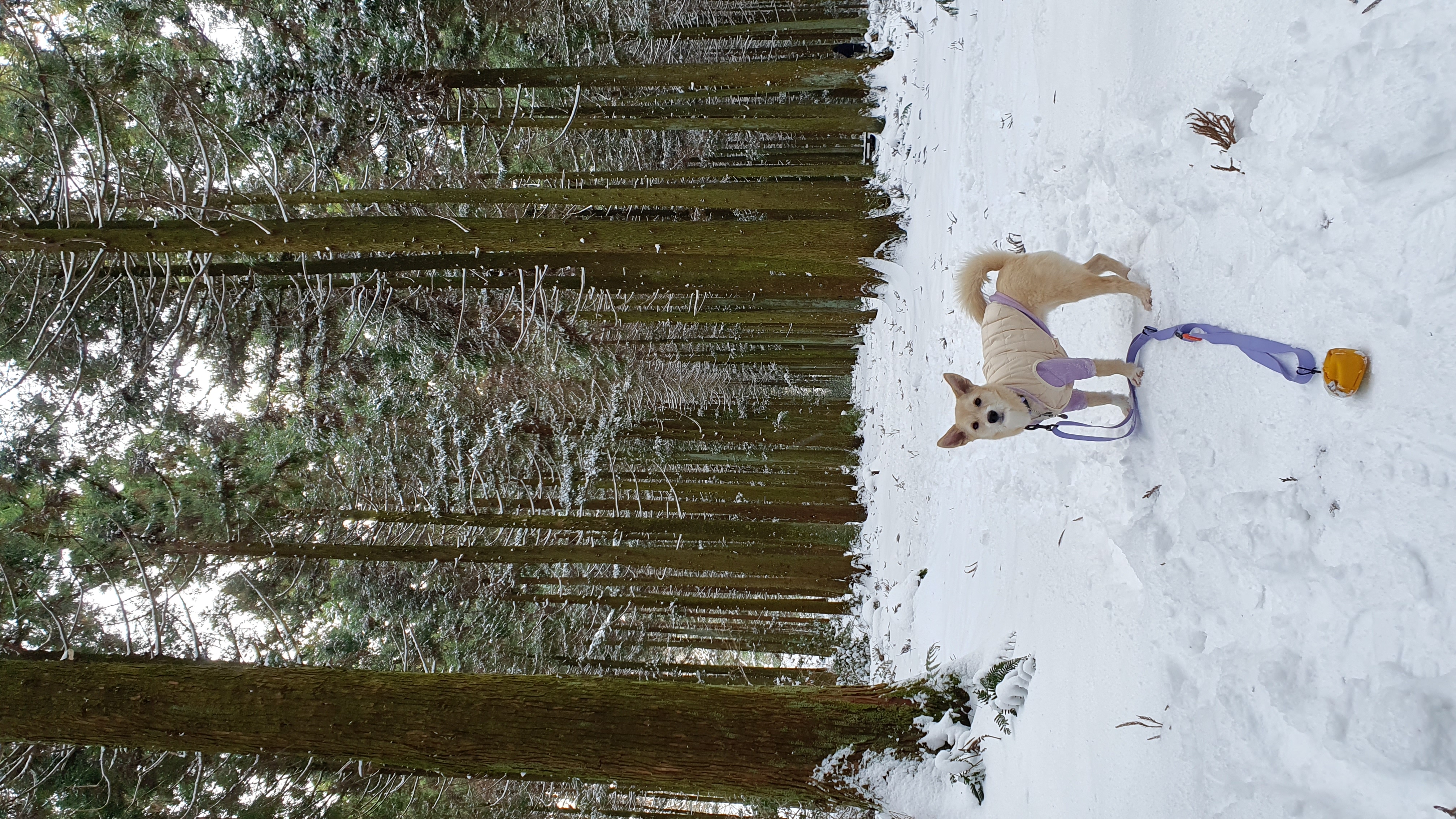 마무자견 마노(미루)와 가족된지 벌써 2년!