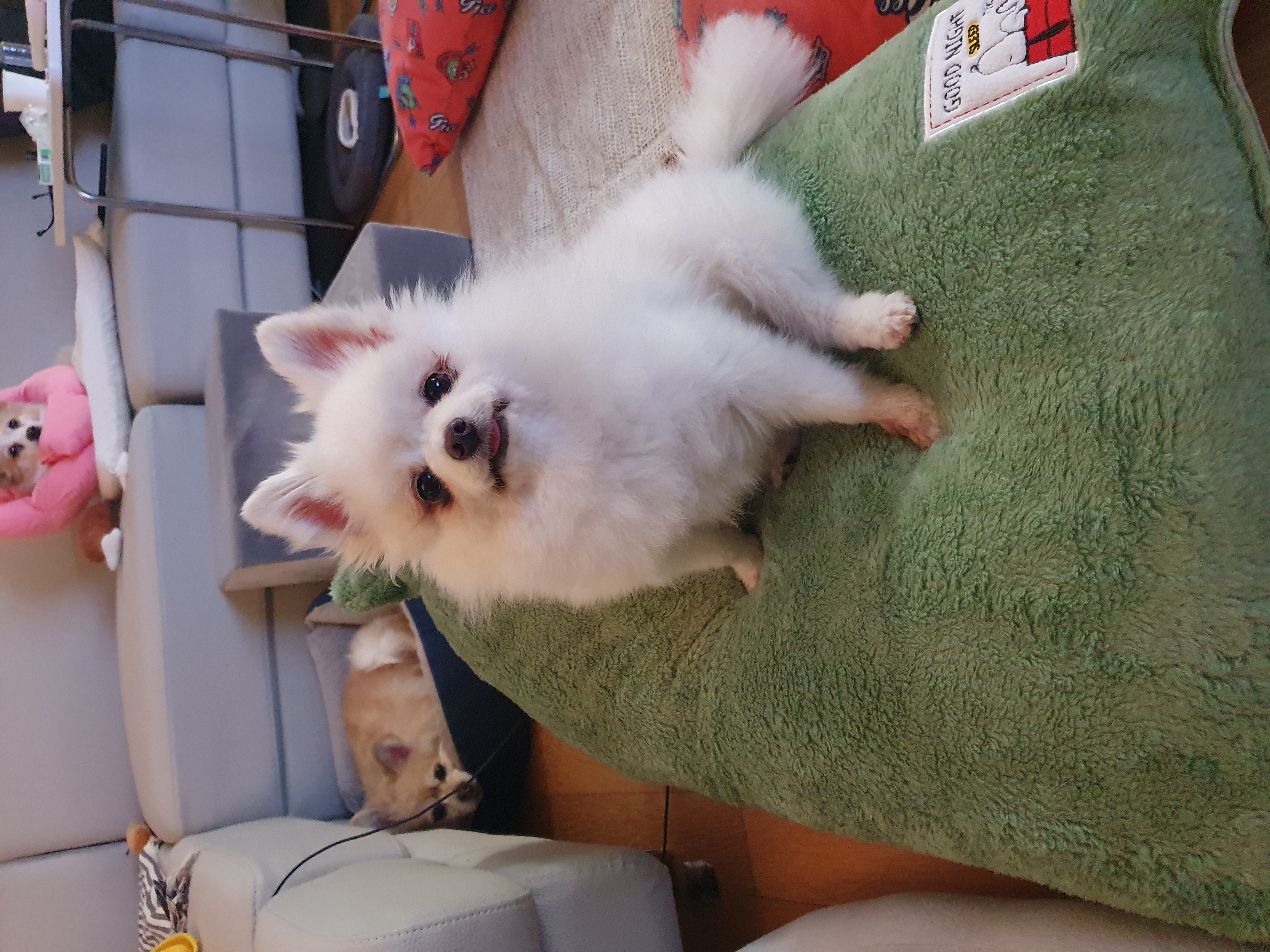 그레 입양 후기