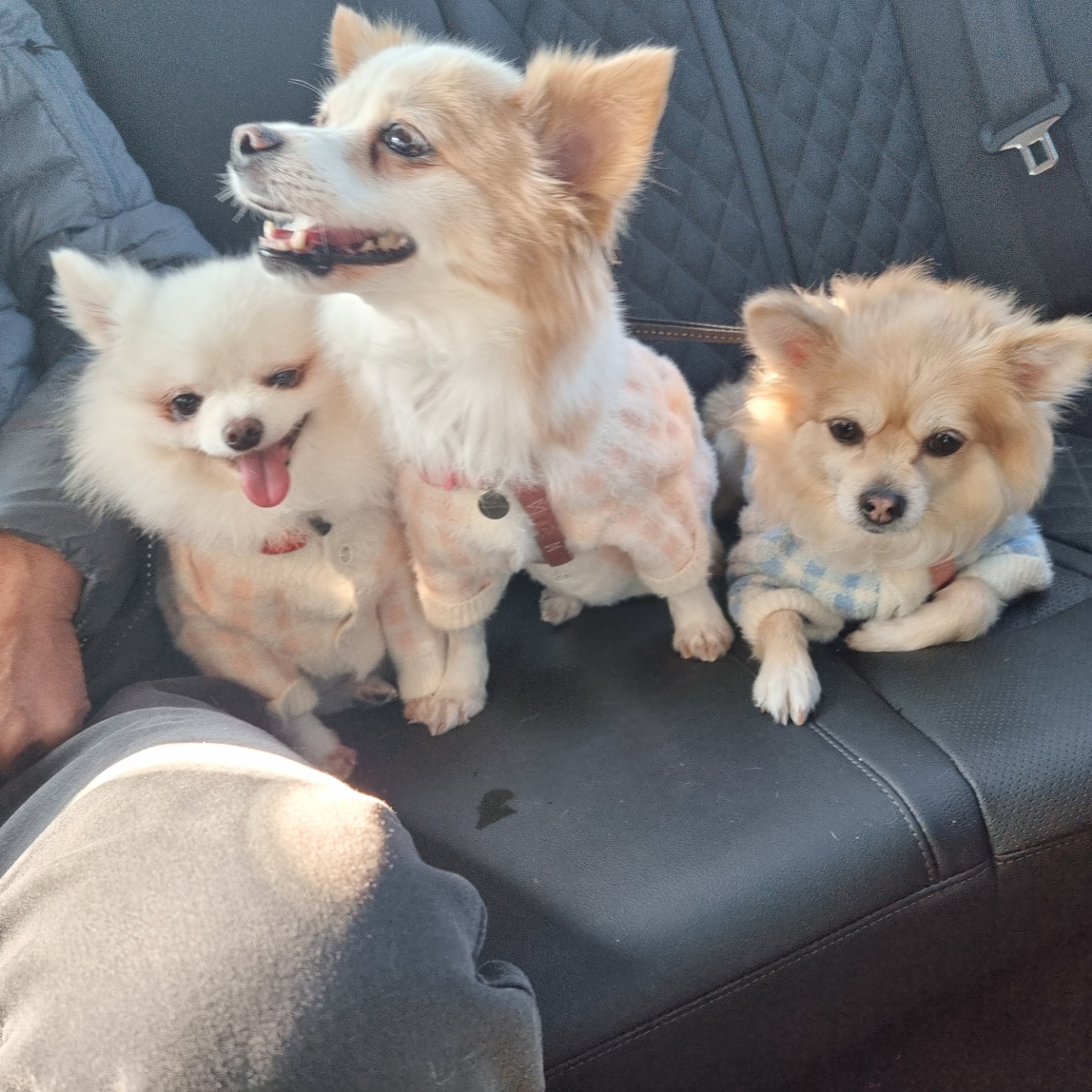 그레 입양 후기