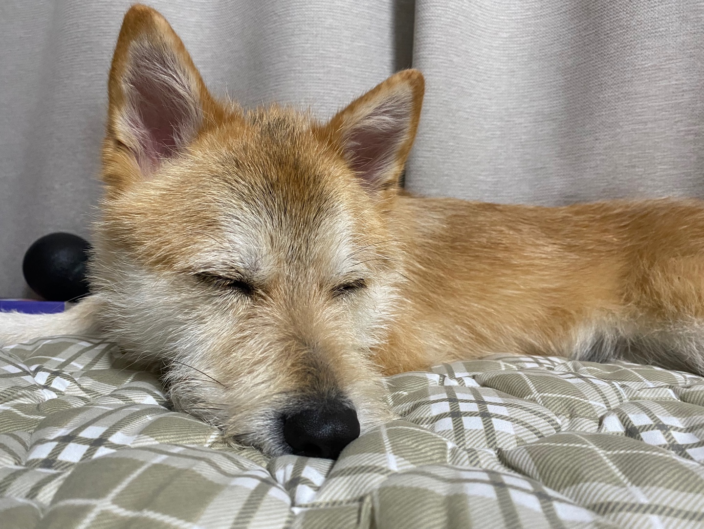 보들이 입양 2년차