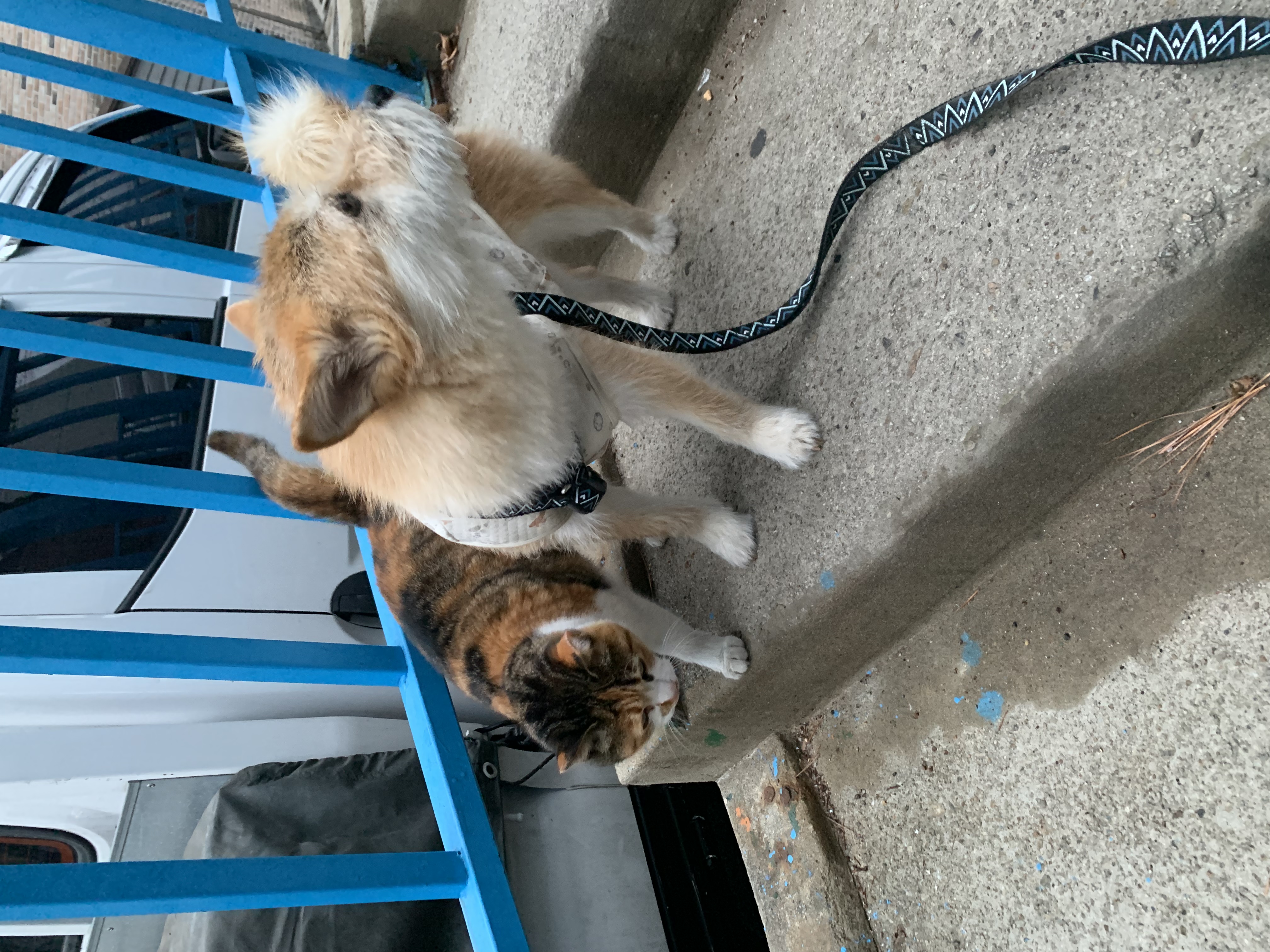 보들이 입양 2년차