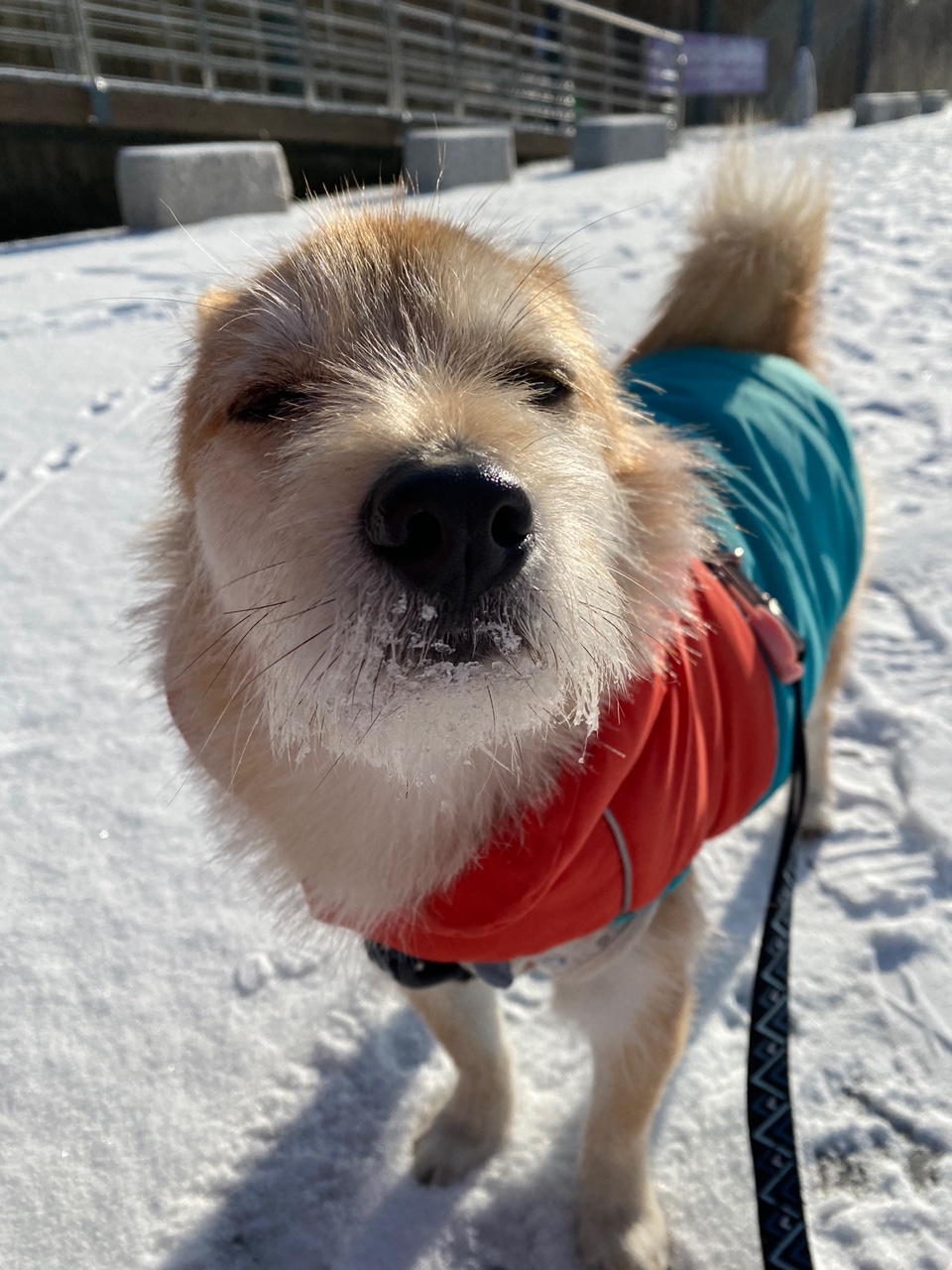 보들이 입양 2년차