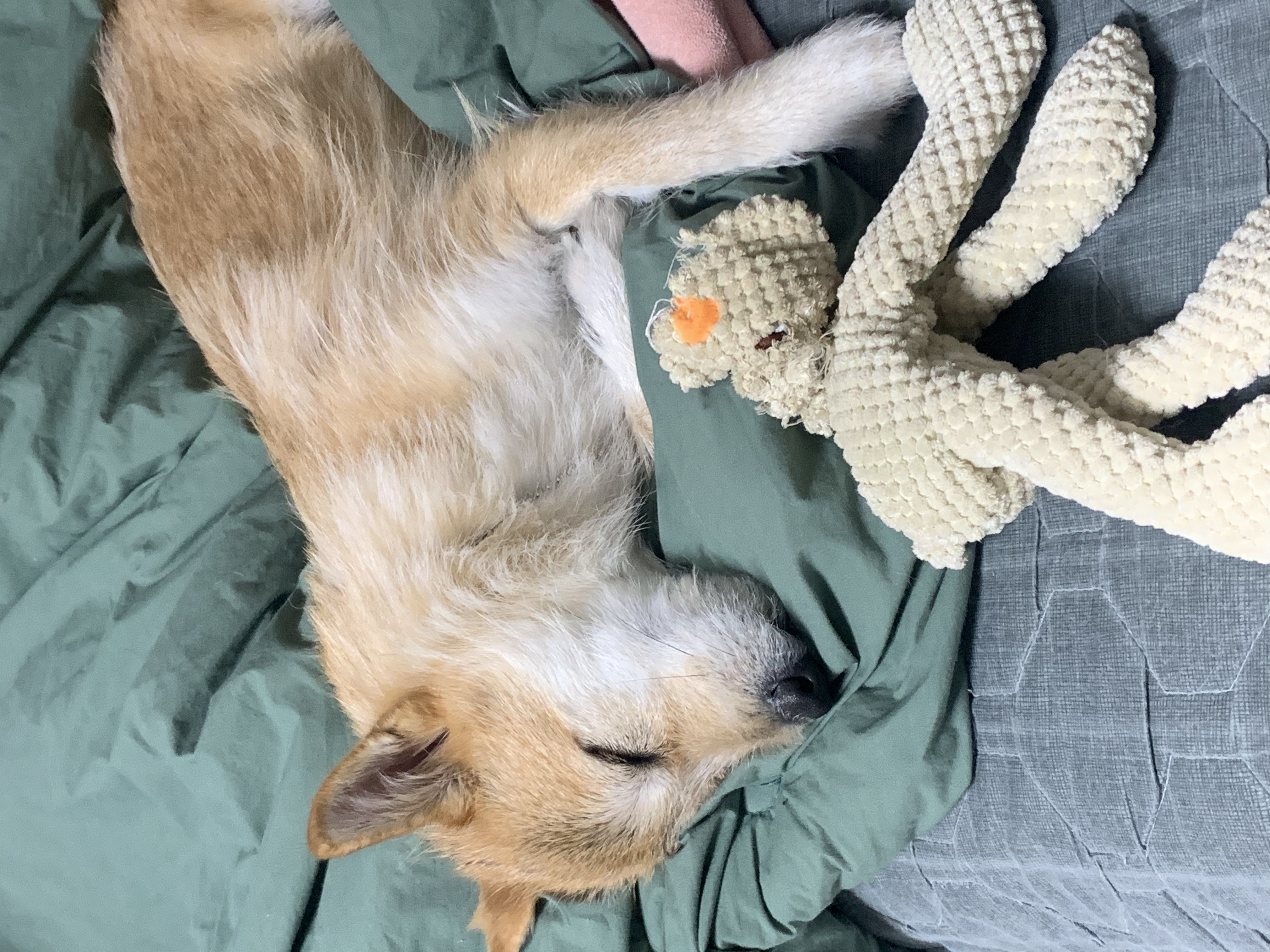 보들이 입양 2년차