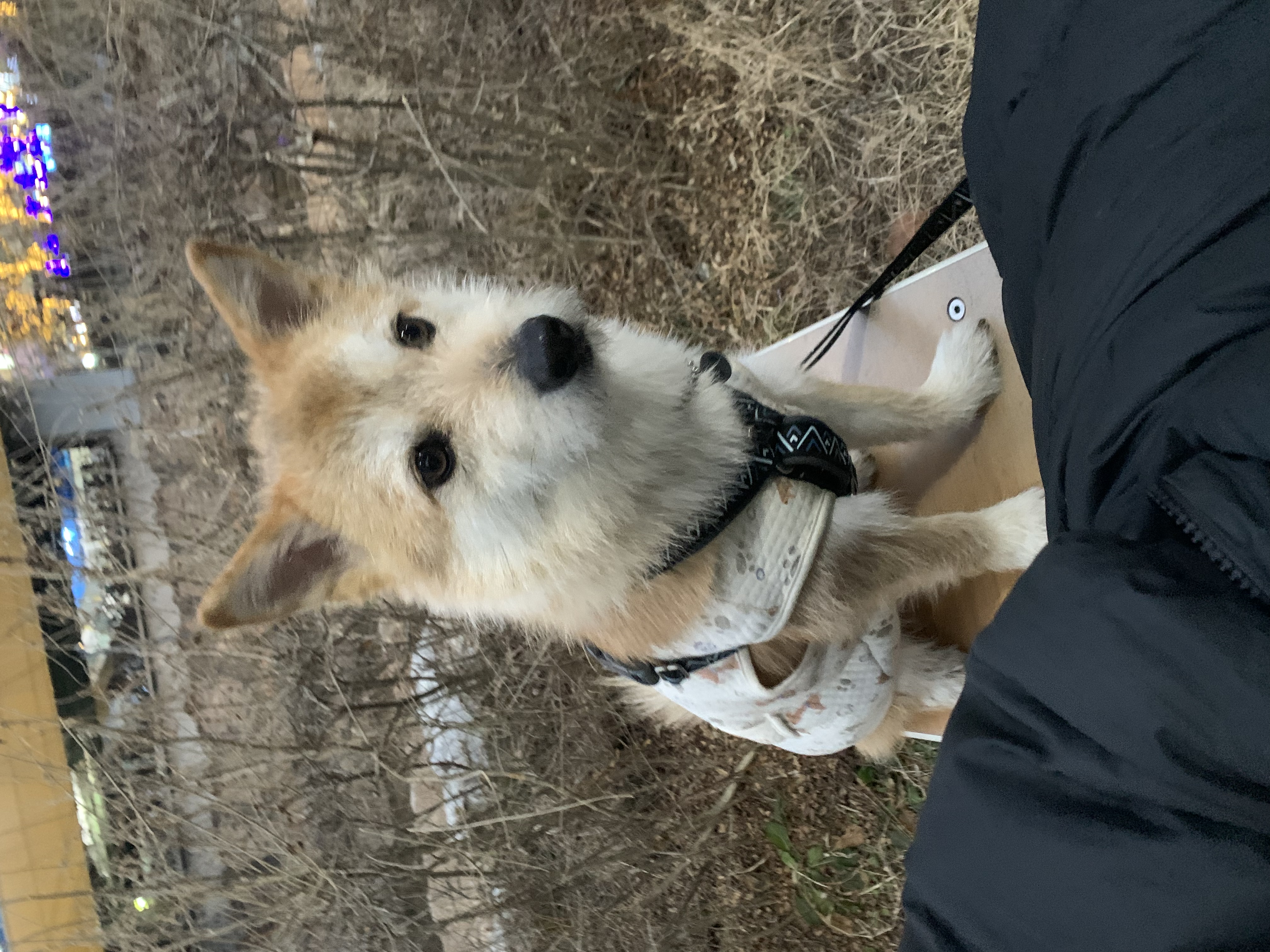 보들이 입양 2년차