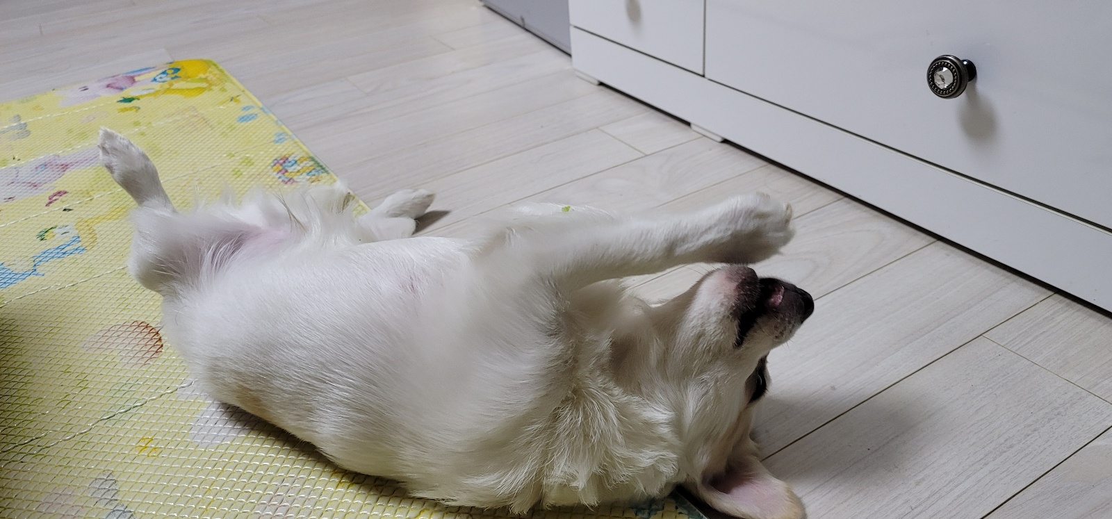 누릉(세투) 입양 1개월 후기