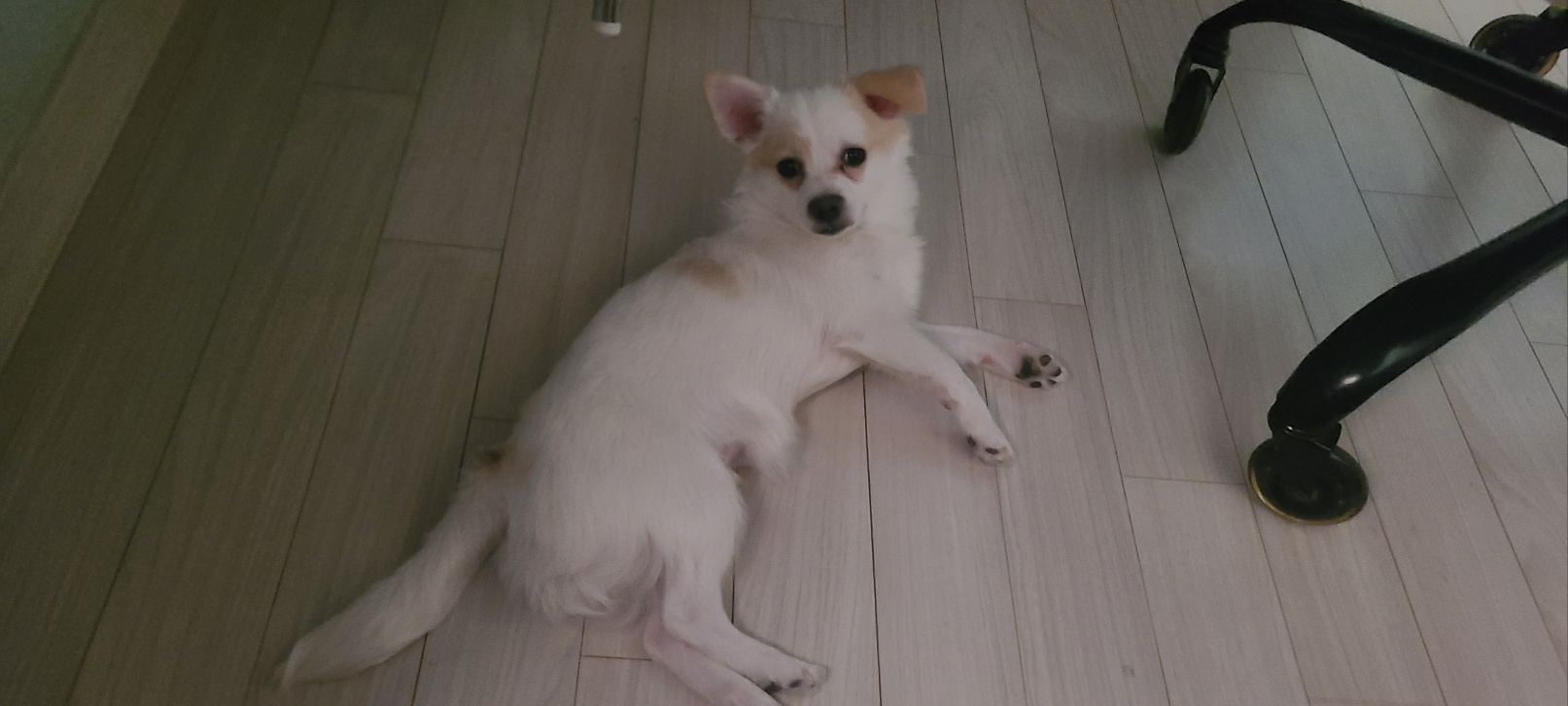 누릉(세투) 입양 1개월 후기