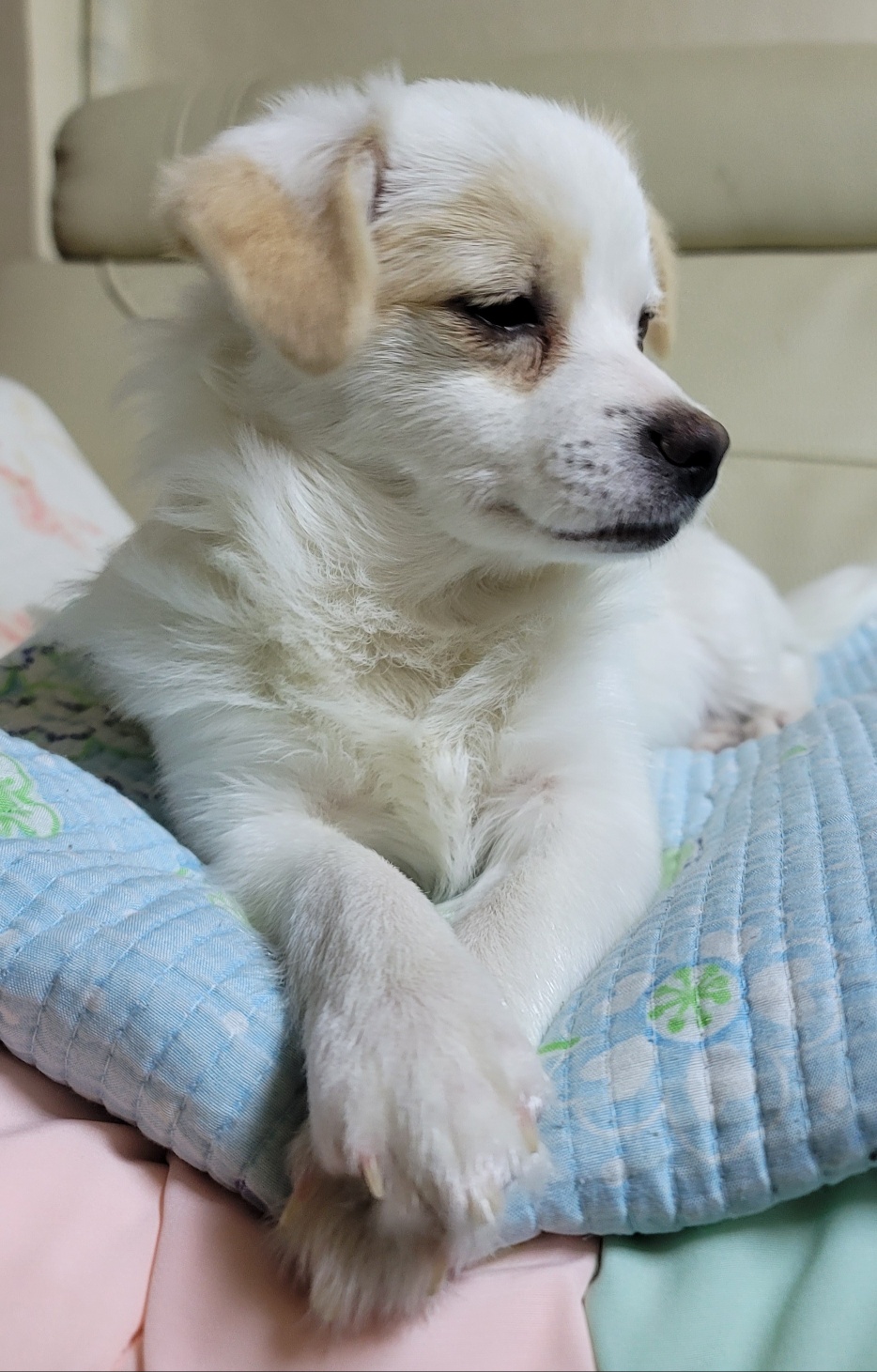 누릉(세투) 입양 1개월 후기