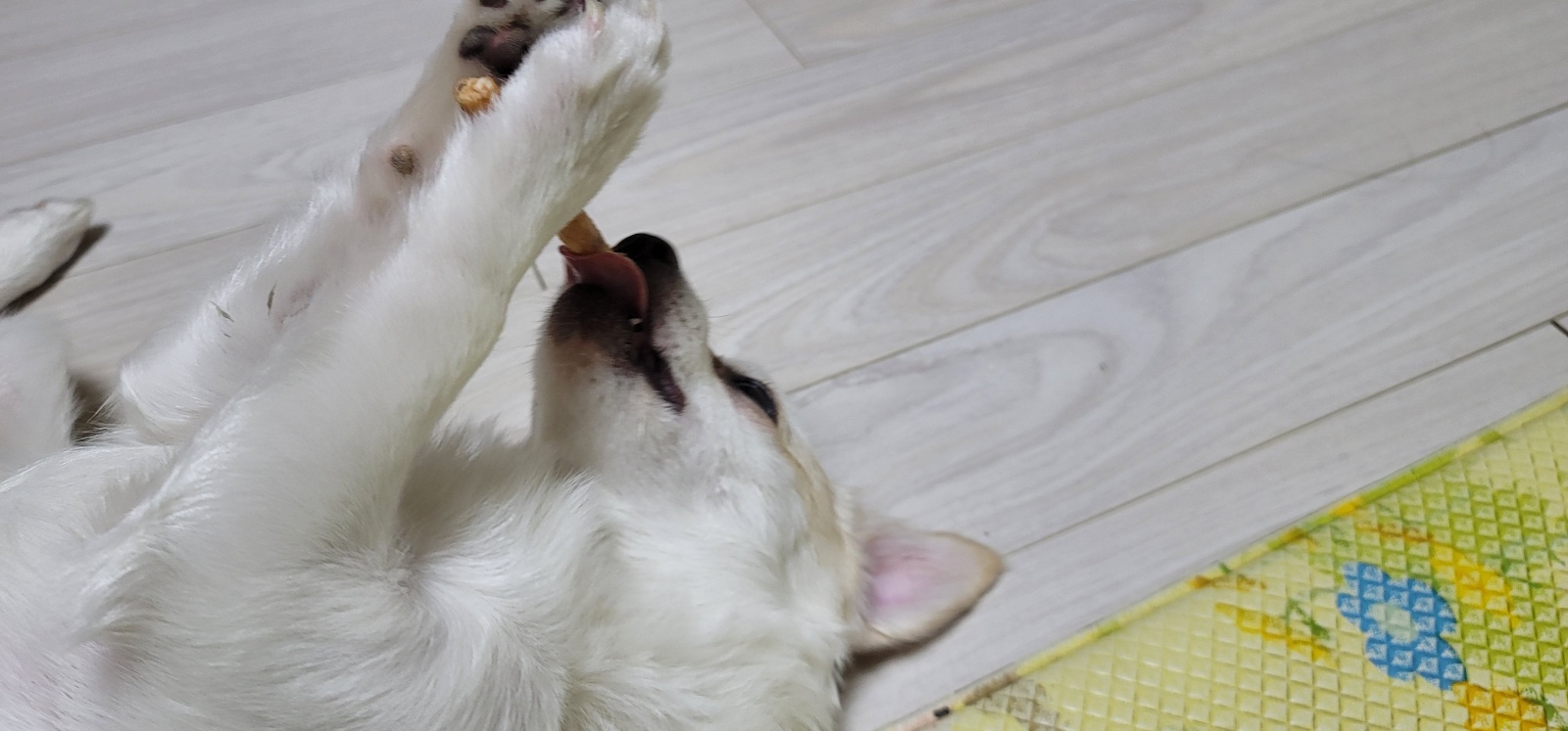 누릉(세투) 입양 1개월 후기