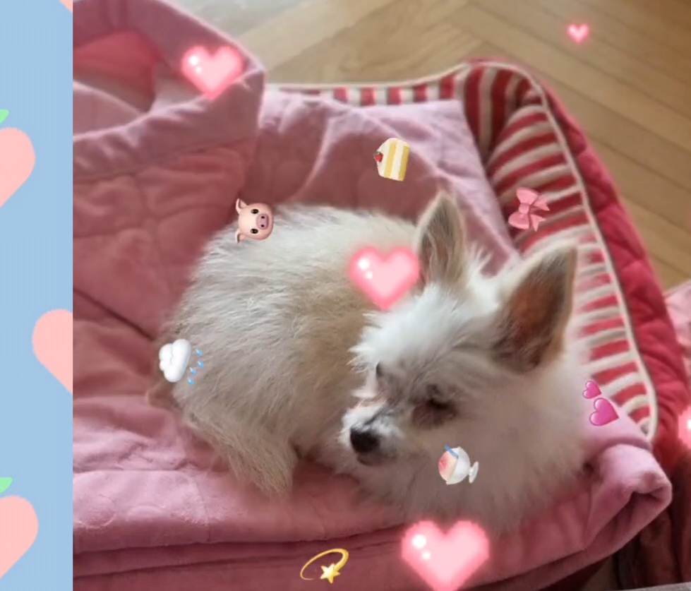 임보한달차 익순이 근황전합니다~